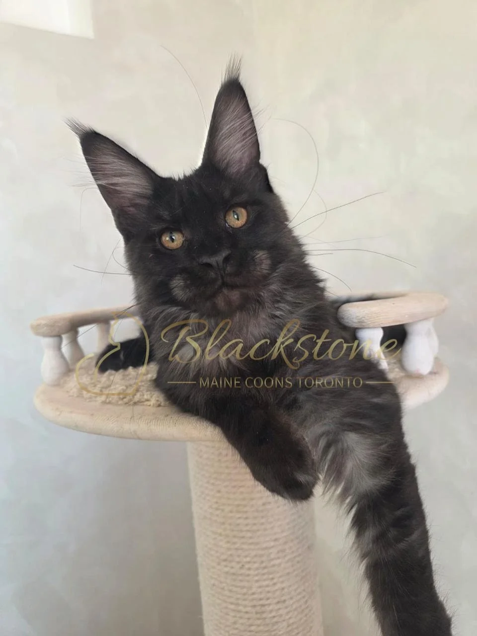 eZy Watermark_05-11-2025_08-59-07-1560AM.JPG