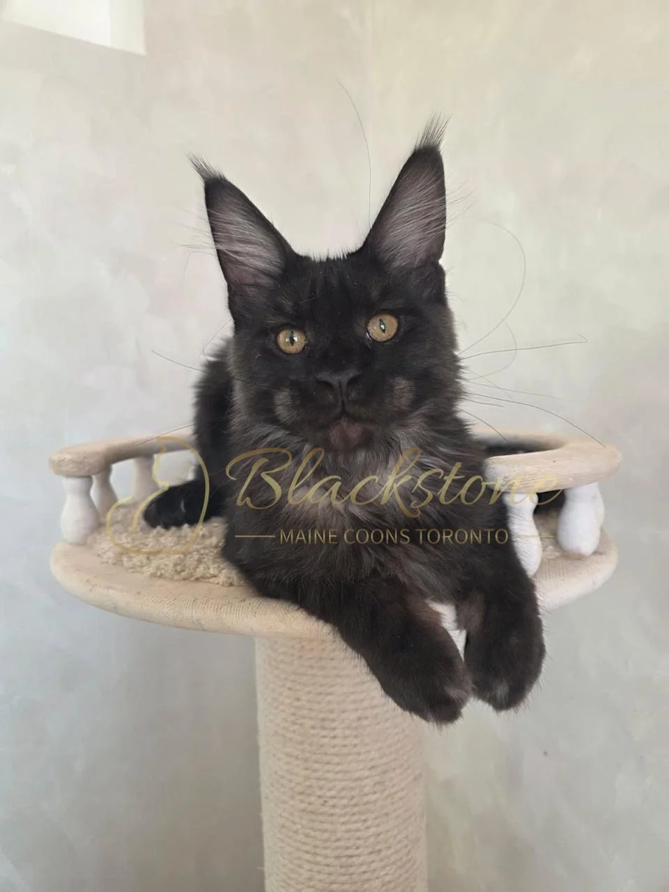 eZy Watermark_05-11-2025_08-59-07-2940AM.JPG