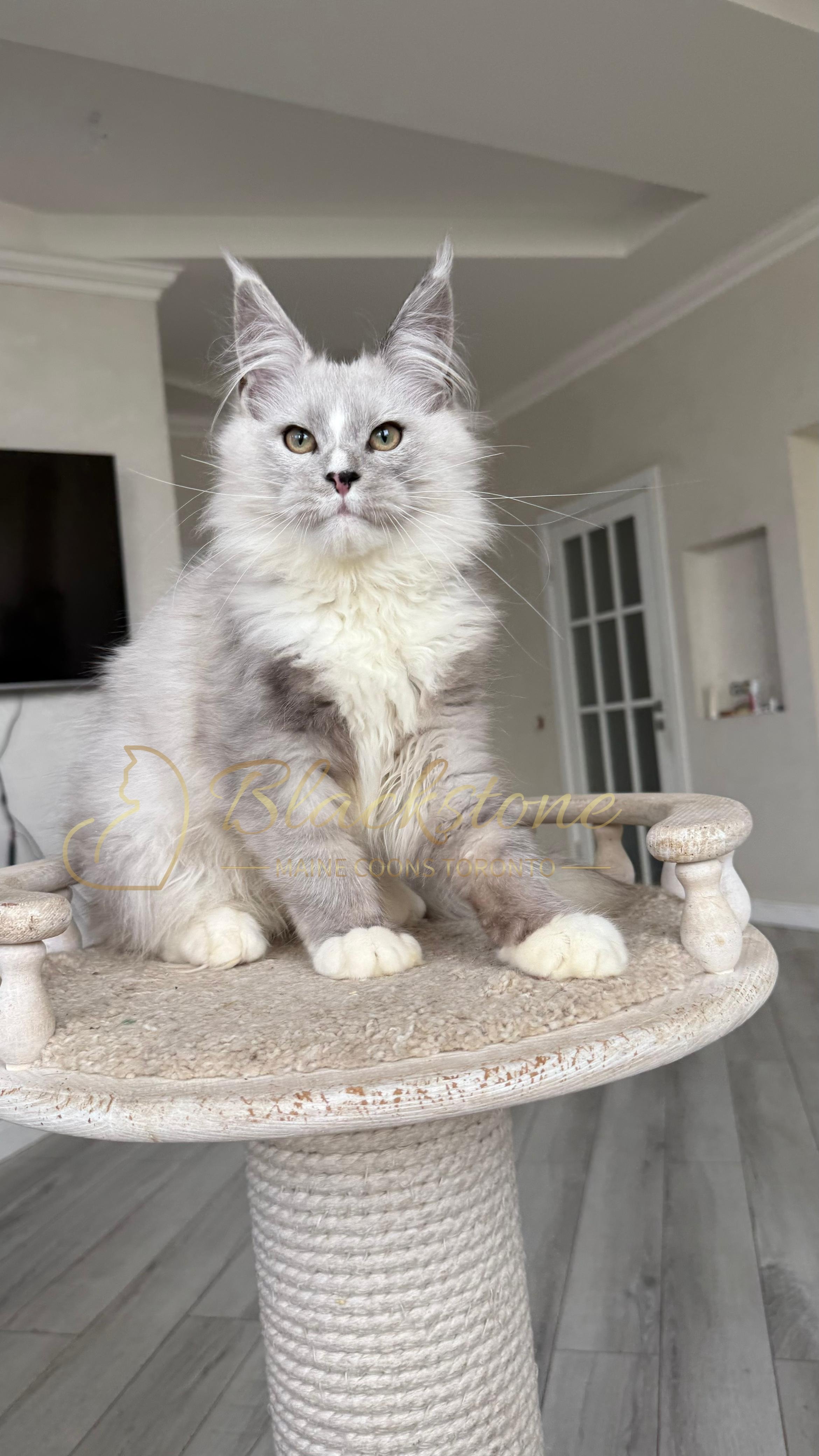eZy Watermark_08-11-2025_08-29-36-8070PM.JPG