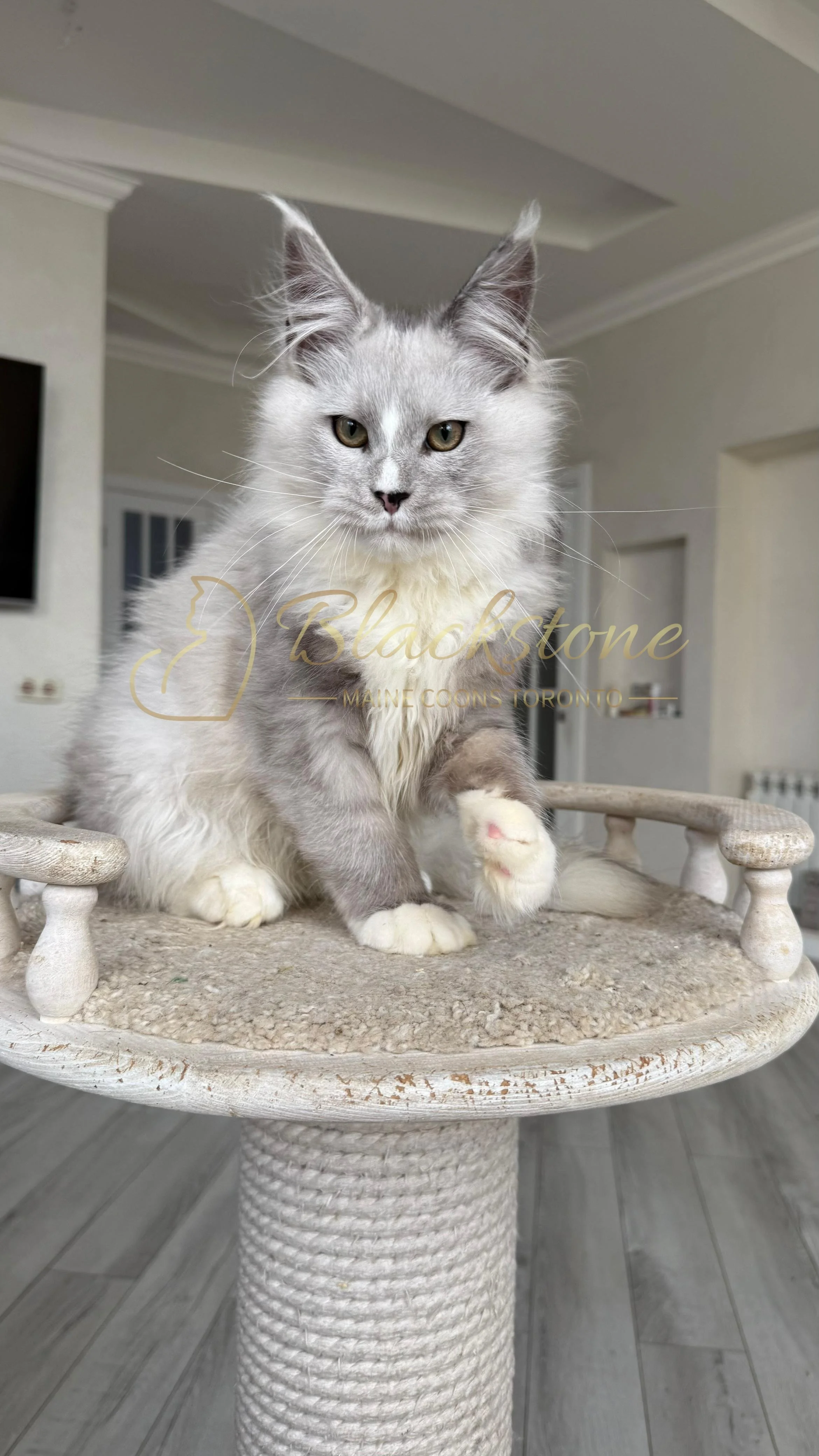 eZy Watermark_08-11-2025_08-29-36-9500PM.JPG