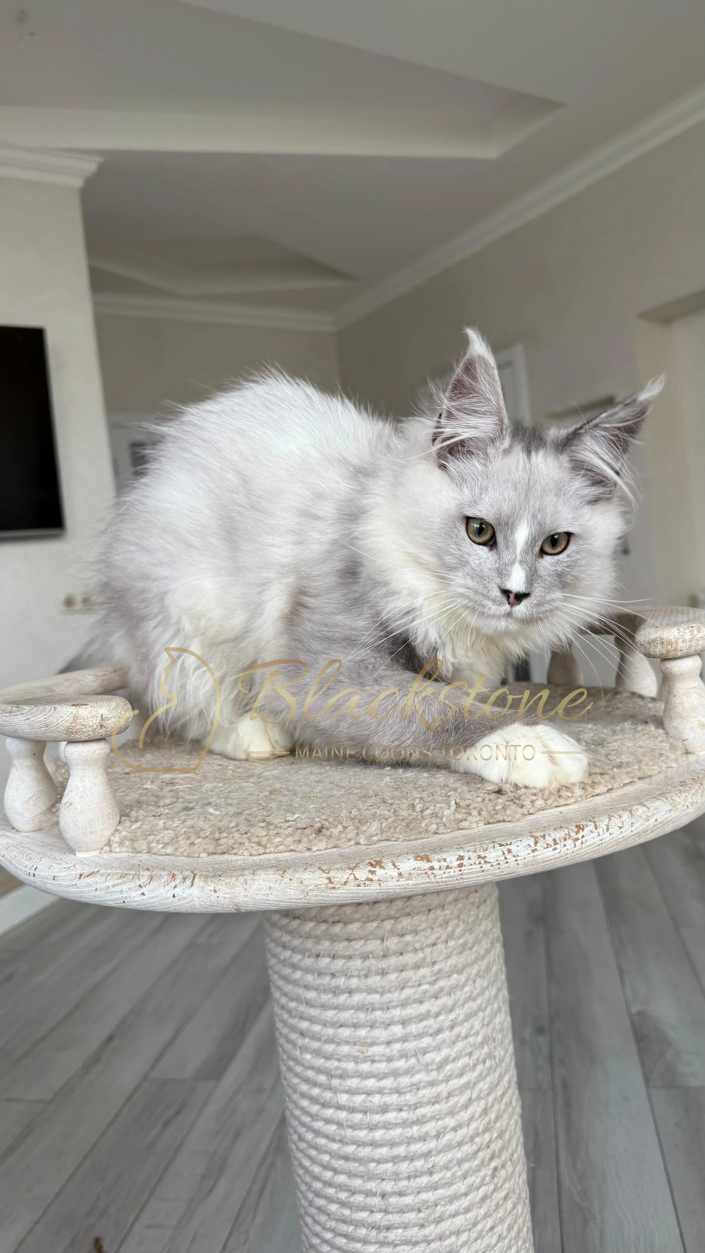 eZy Watermark_08-11-2025_08-29-37-0930PM.JPG