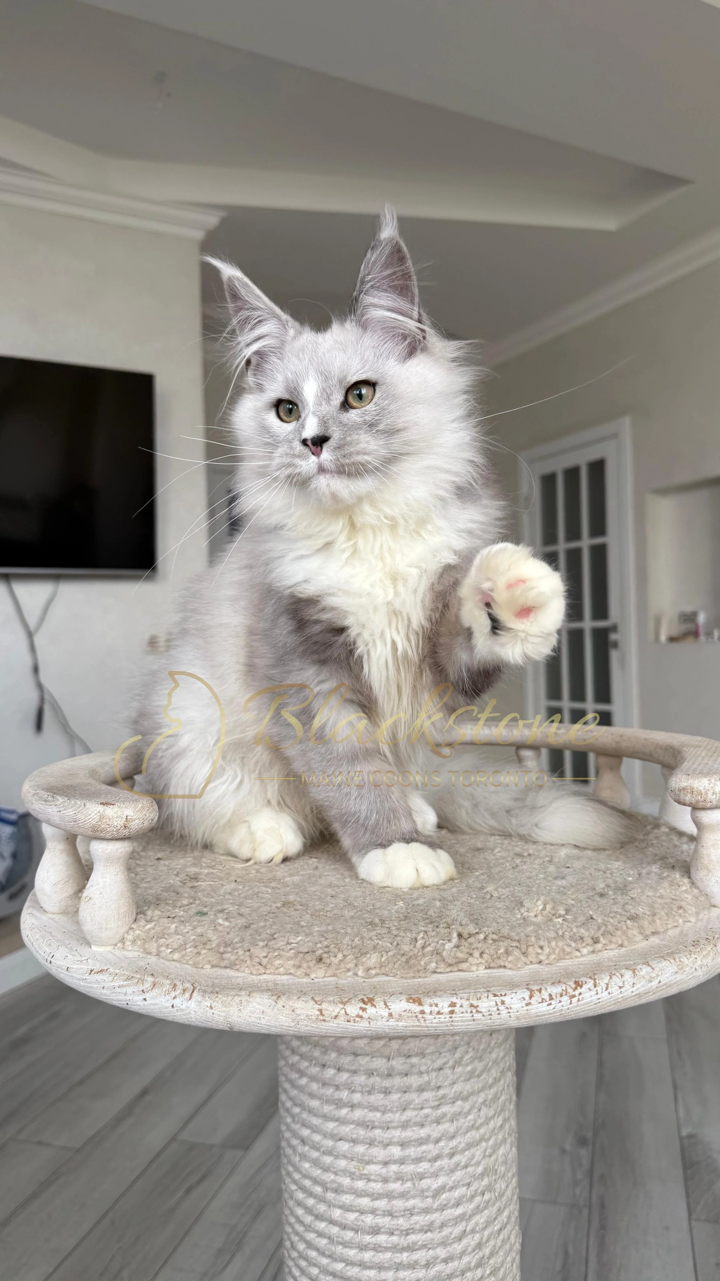 eZy Watermark_08-11-2025_08-29-37-6480PM.JPG