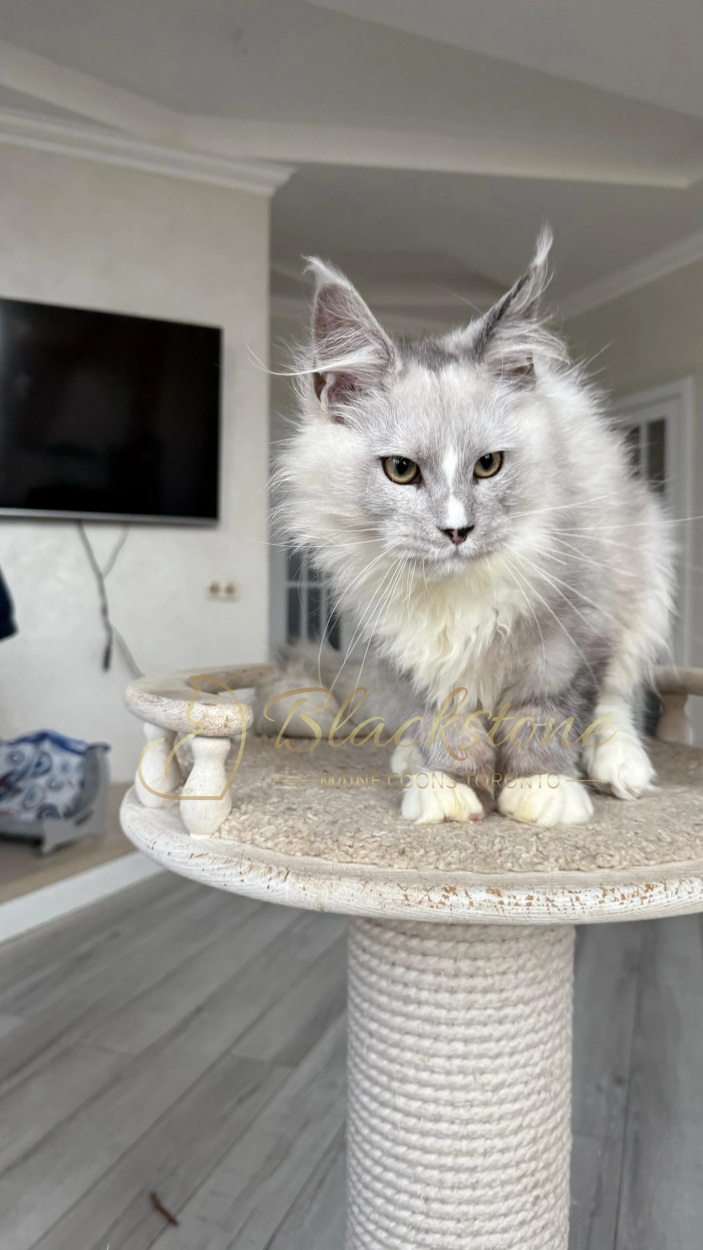 eZy Watermark_08-11-2025_08-29-38-2180PM.JPG