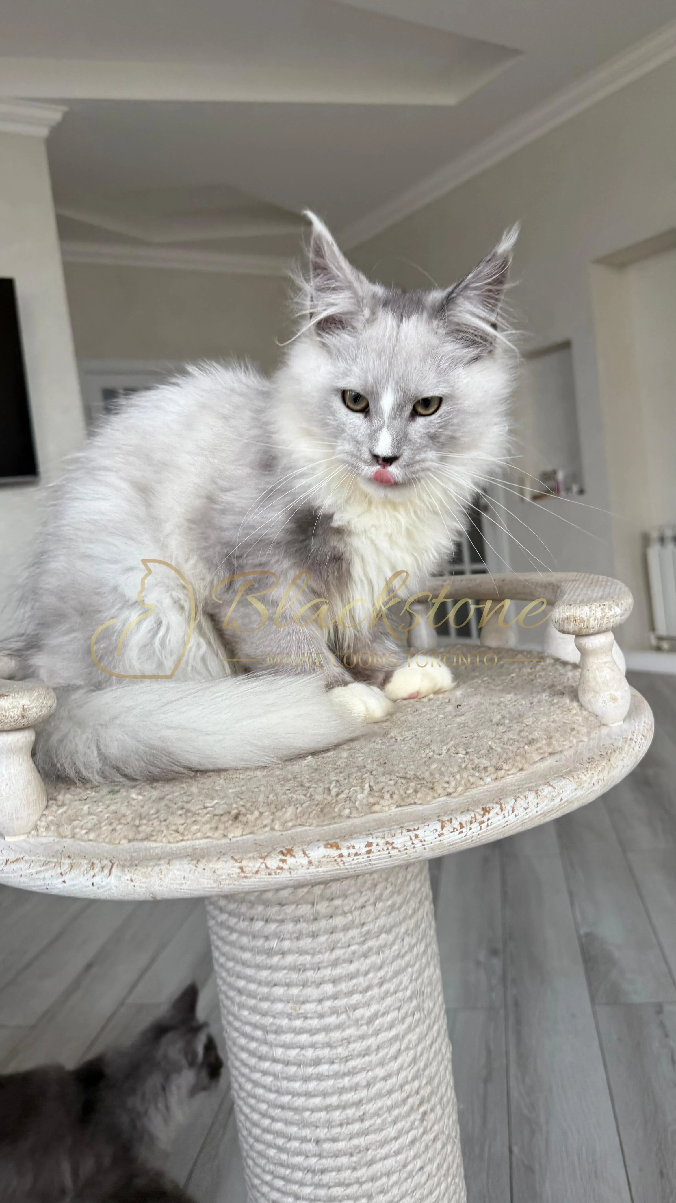 eZy Watermark_08-11-2025_08-29-38-3590PM.JPG