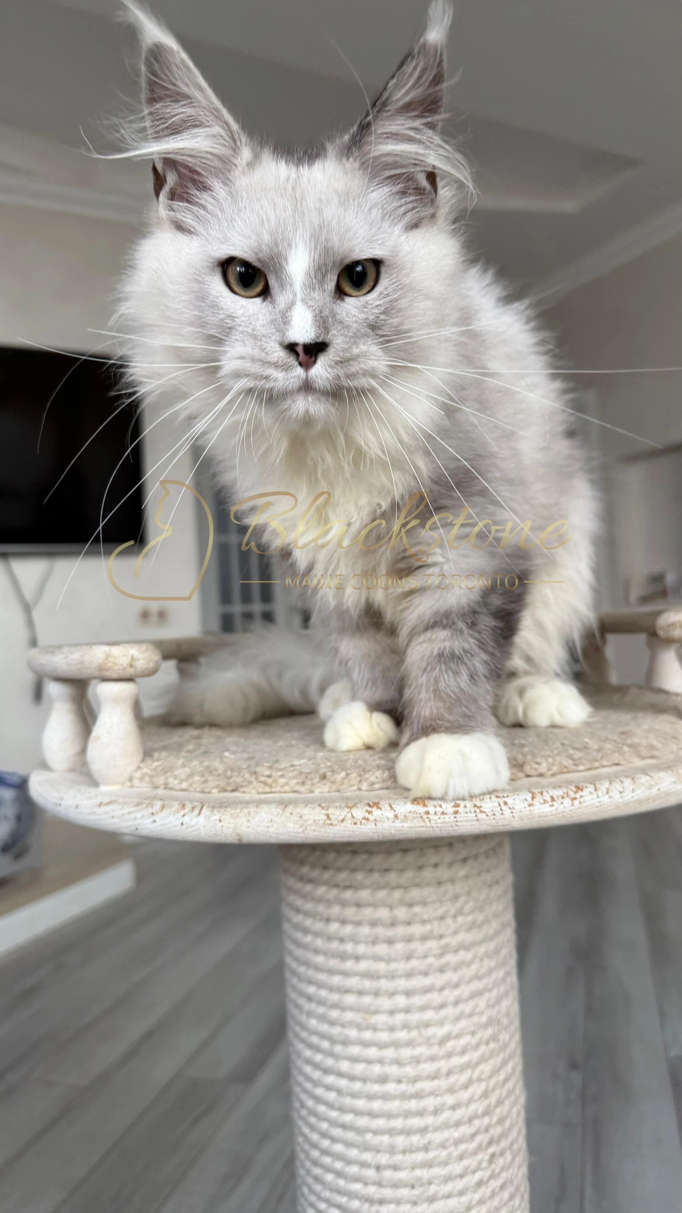 eZy Watermark_08-11-2025_08-29-38-4980PM.JPG