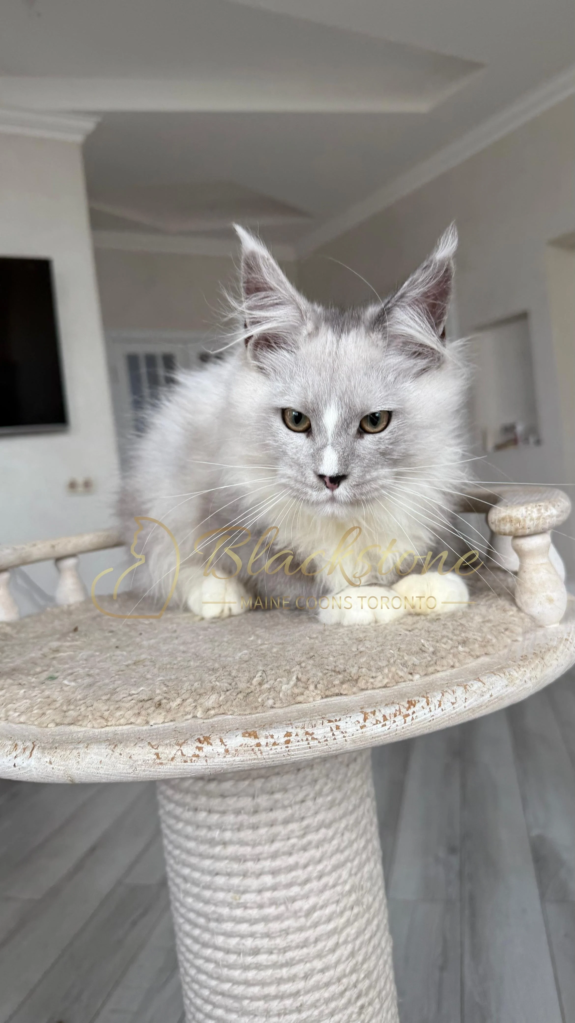 eZy Watermark_08-11-2025_08-29-38-7780PM.JPG