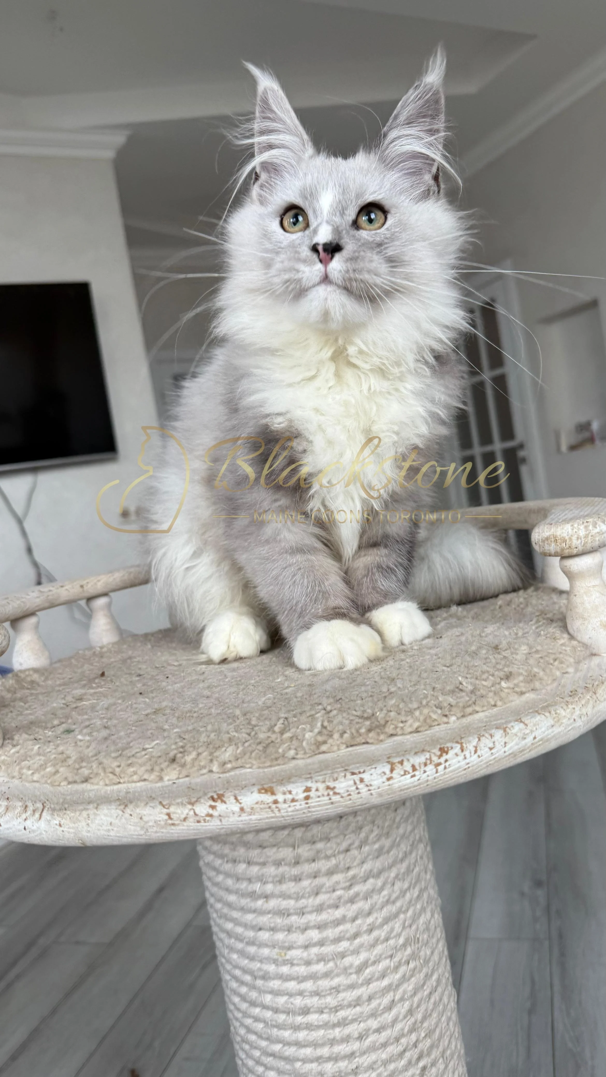 eZy Watermark_08-11-2025_08-29-38-9280PM.JPG