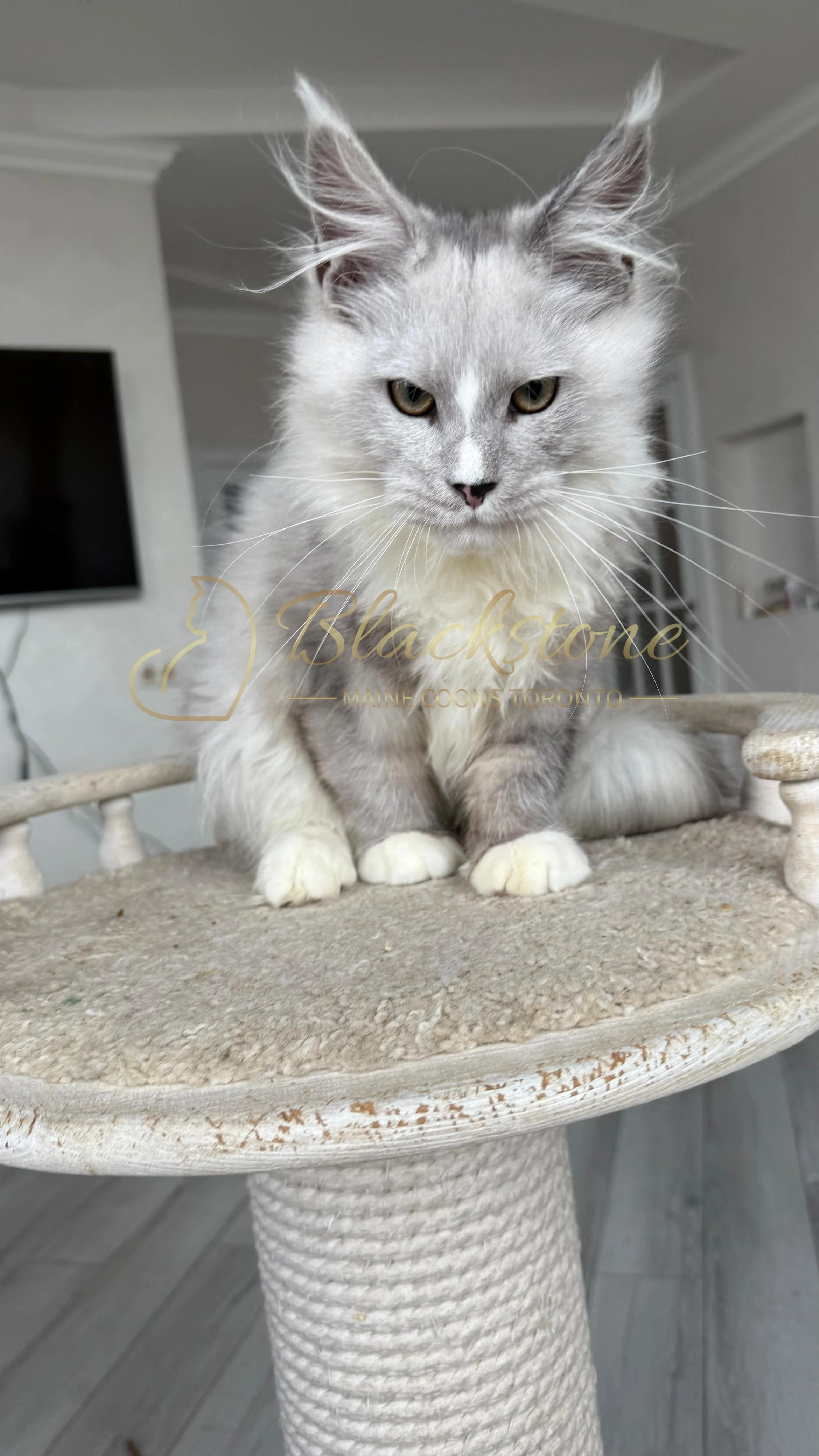 eZy Watermark_08-11-2025_08-29-39-0730PM.JPG