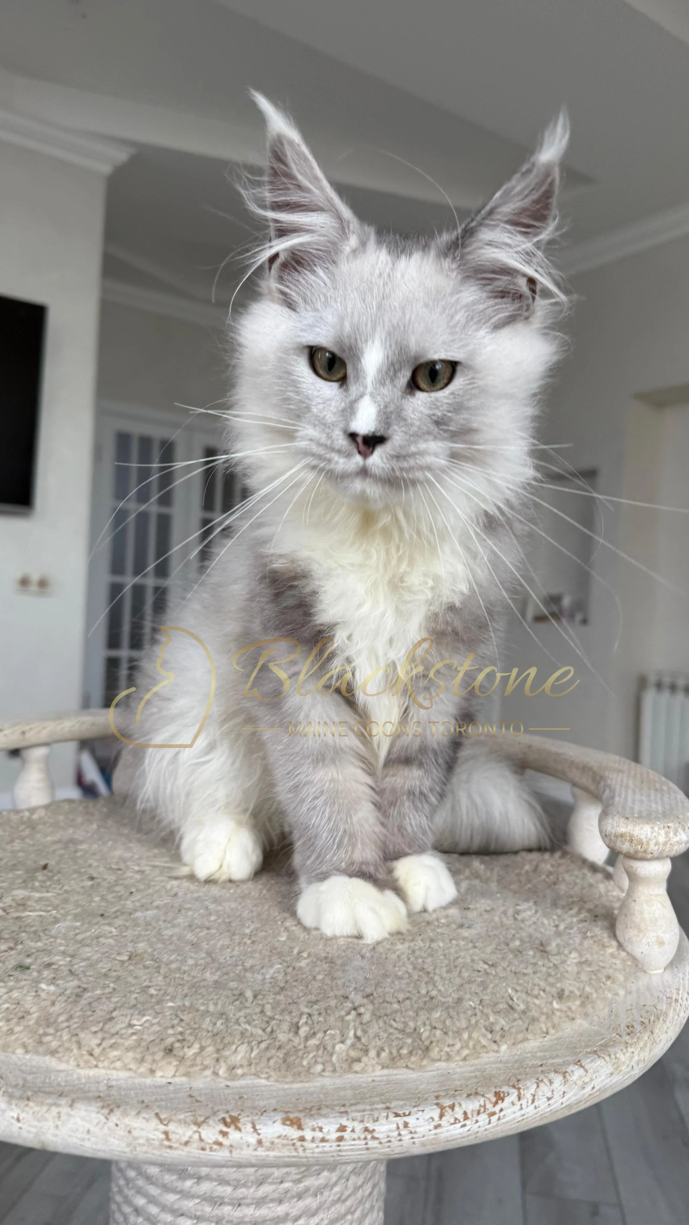 eZy Watermark_08-11-2025_08-29-39-2170PM.JPG