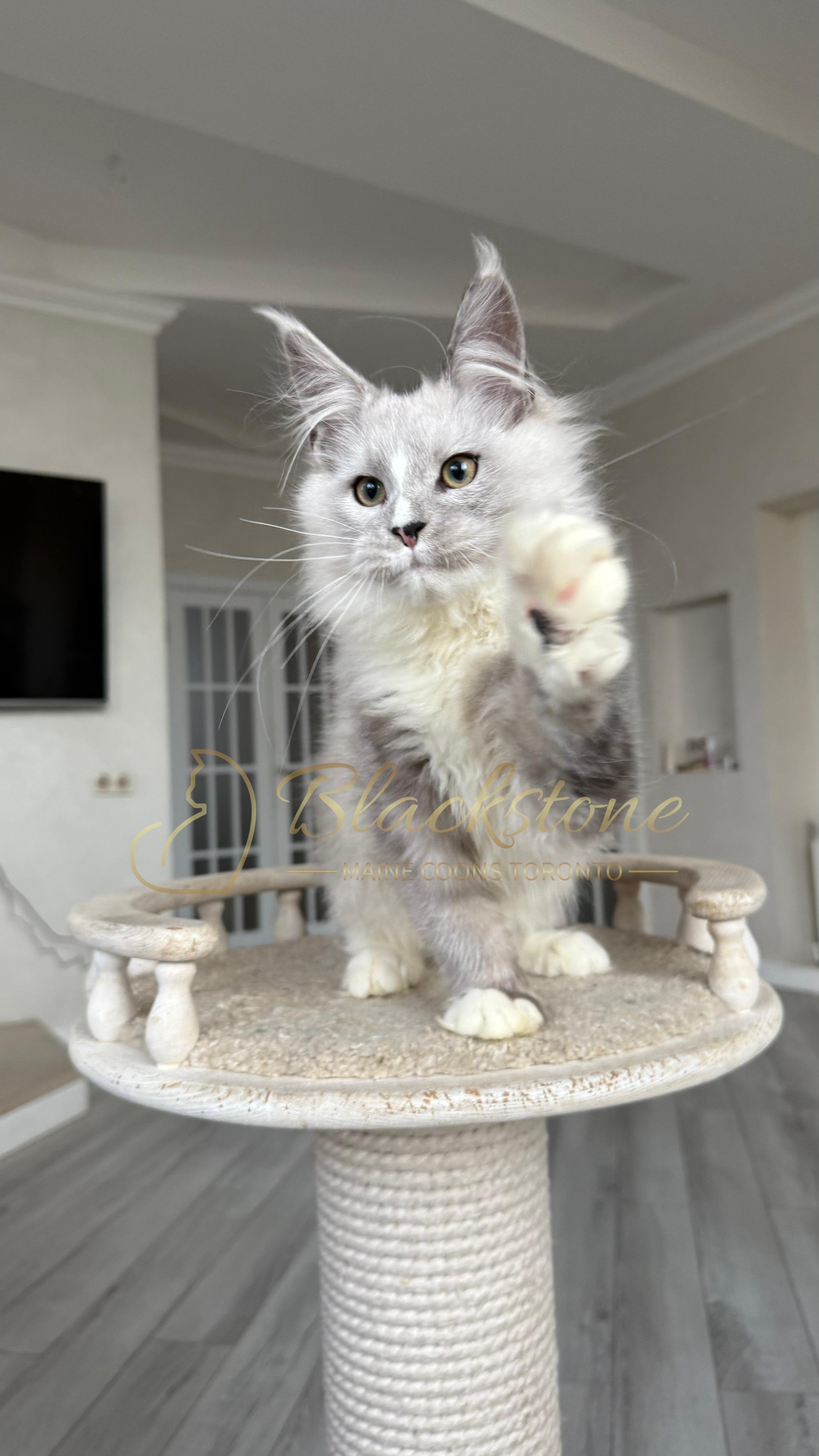 Sultan