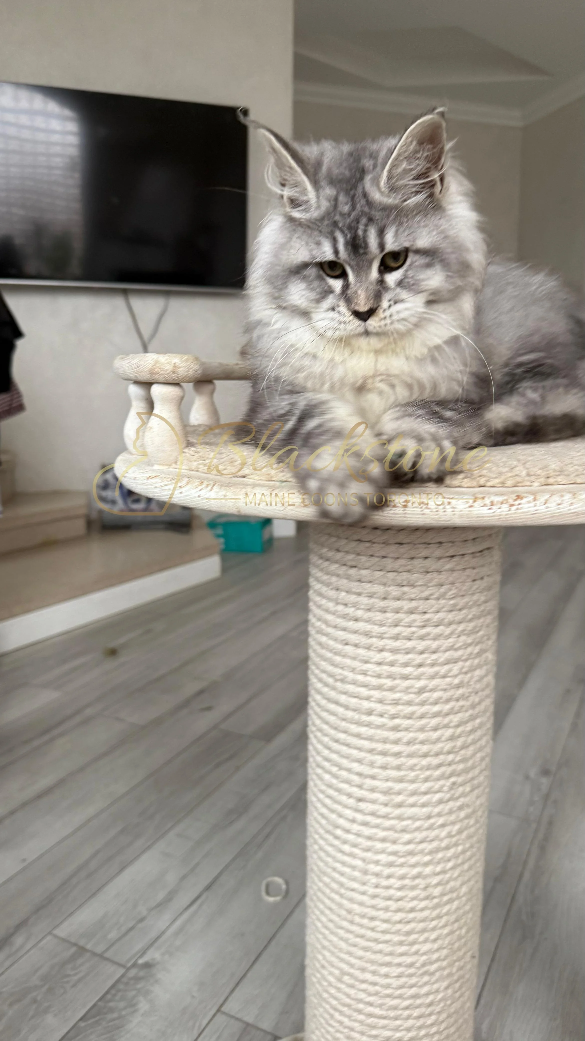 eZy Watermark_08-11-2025_08-29-33-8350PM.JPG