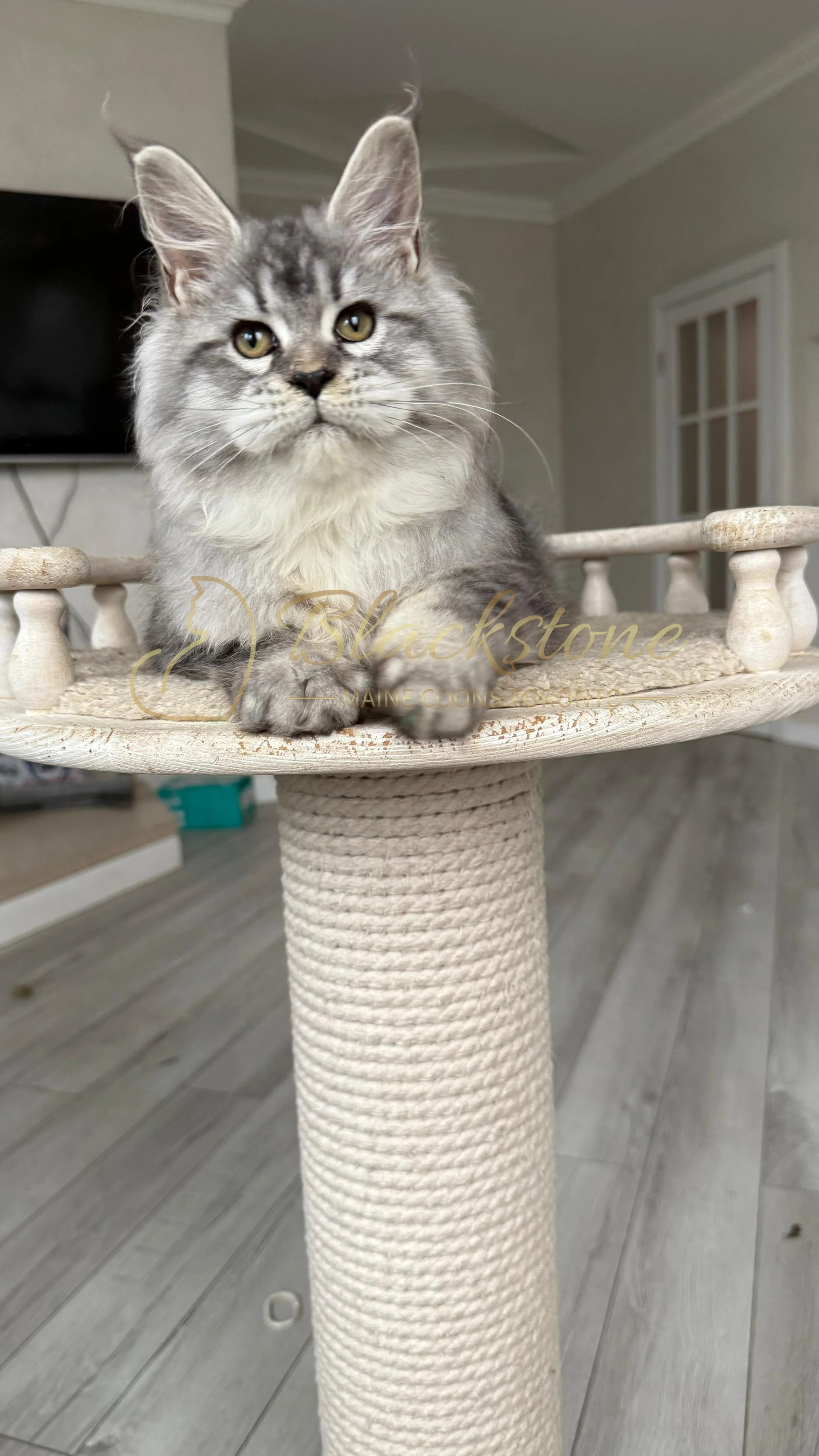 eZy Watermark_08-11-2025_08-29-34-0370PM.JPG