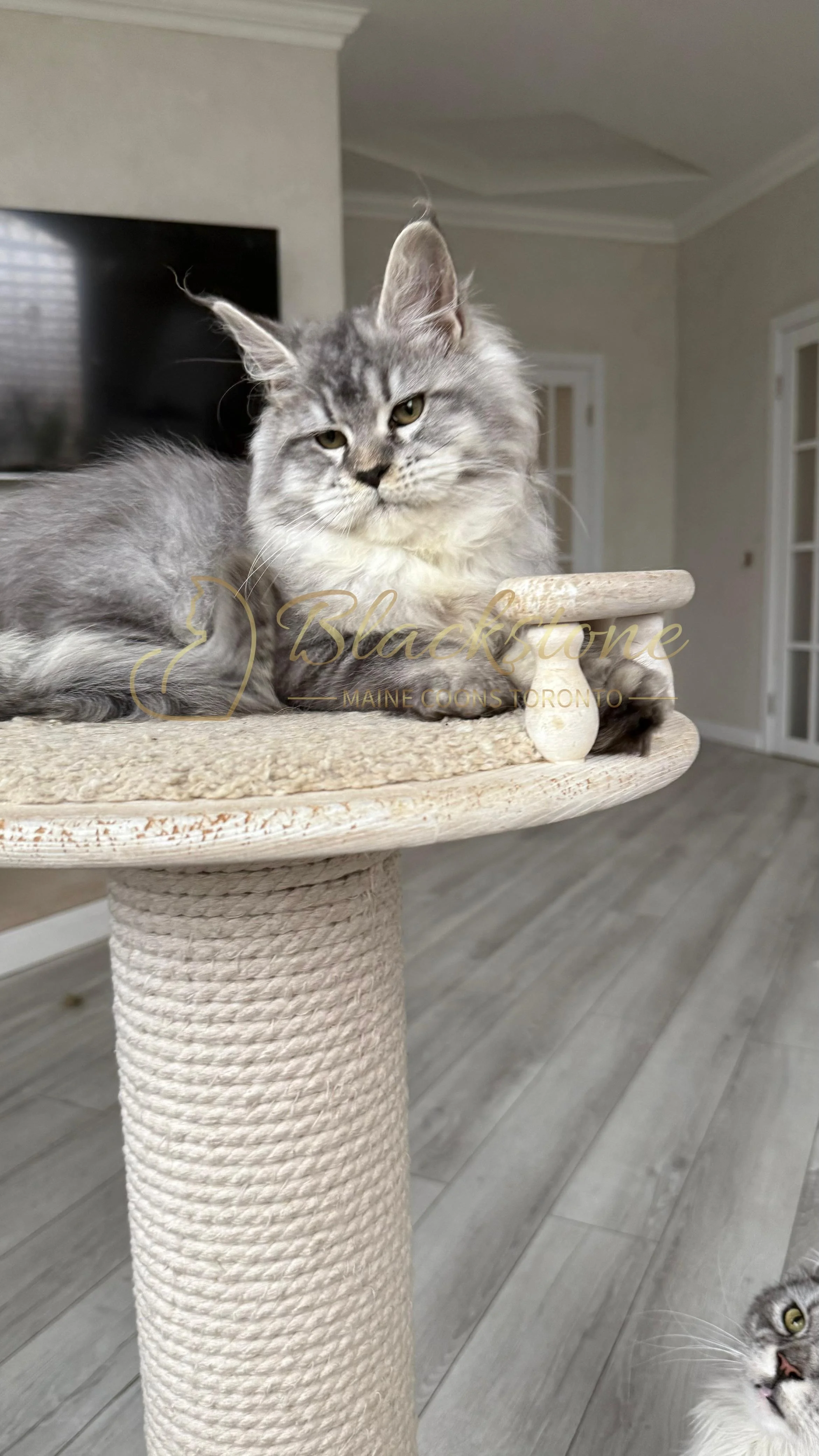 eZy Watermark_08-11-2025_08-29-34-1800PM.JPG