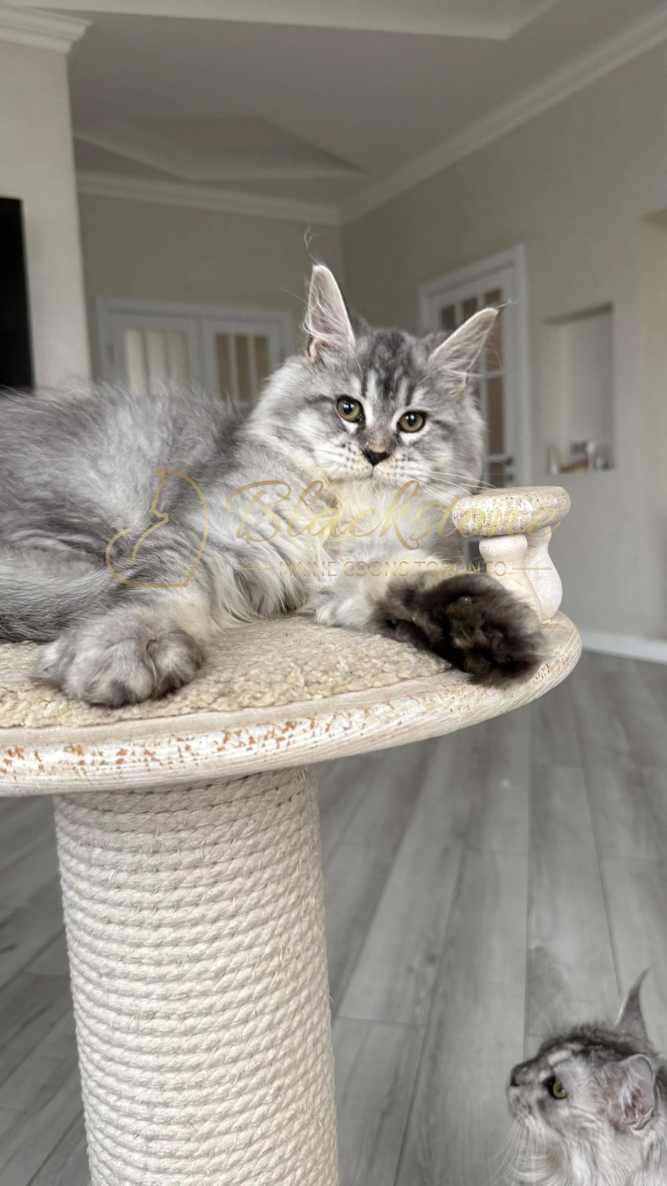 eZy Watermark_08-11-2025_08-29-34-3260PM.JPG