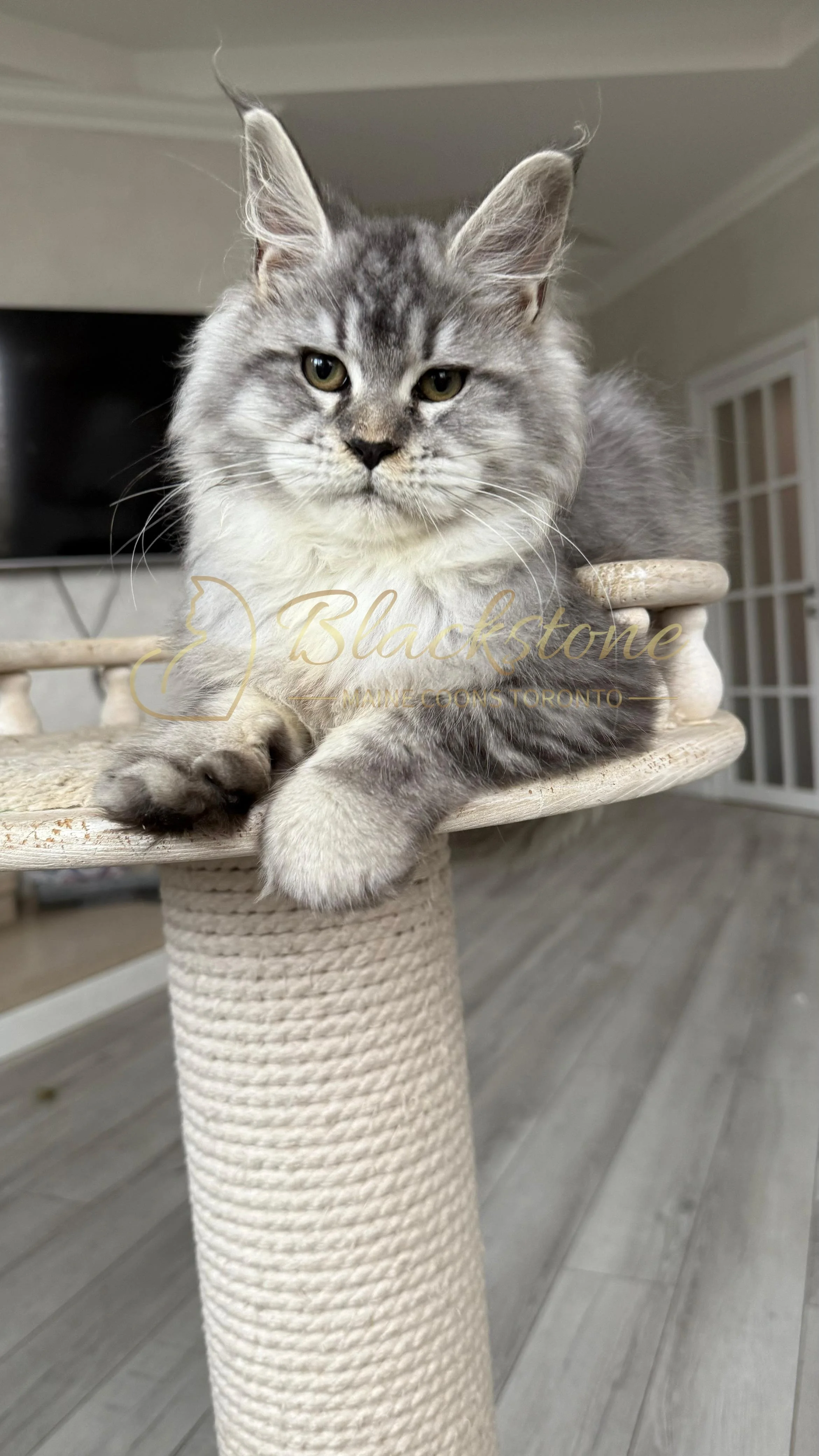 eZy Watermark_08-11-2025_08-29-34-4680PM.JPG