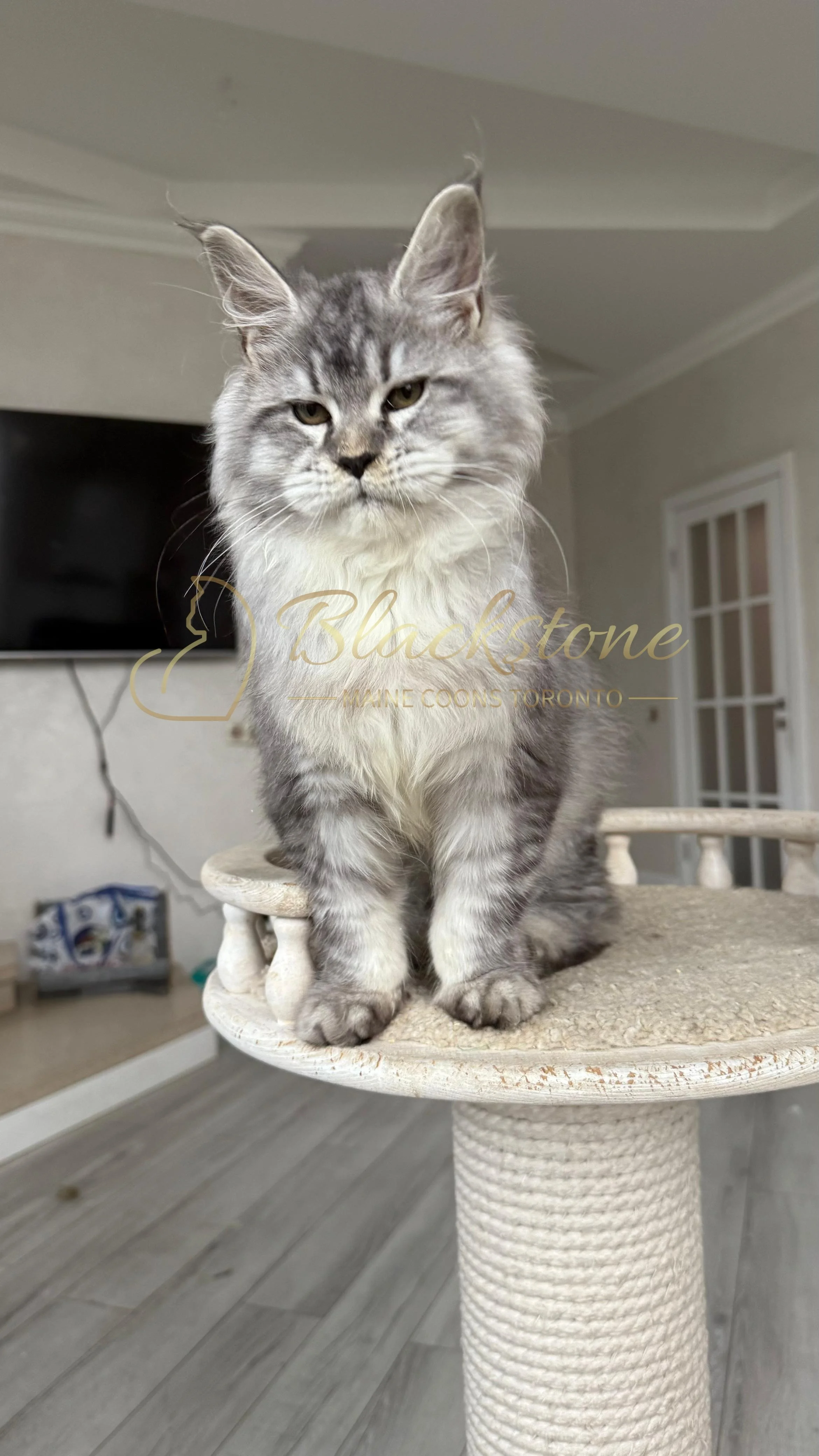 eZy Watermark_08-11-2025_08-29-34-6240PM.JPG