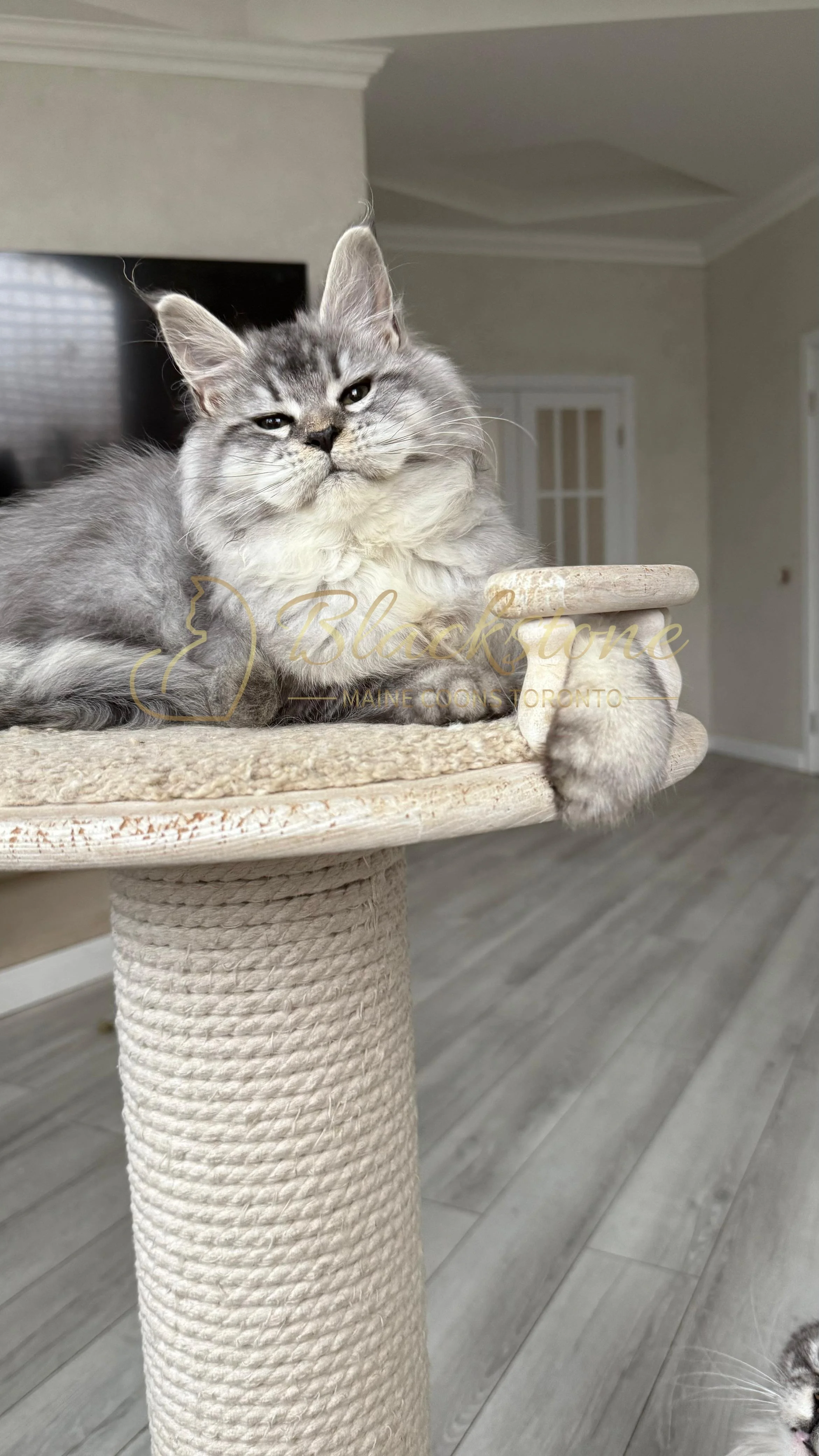 eZy Watermark_08-11-2025_08-29-34-9260PM.JPG