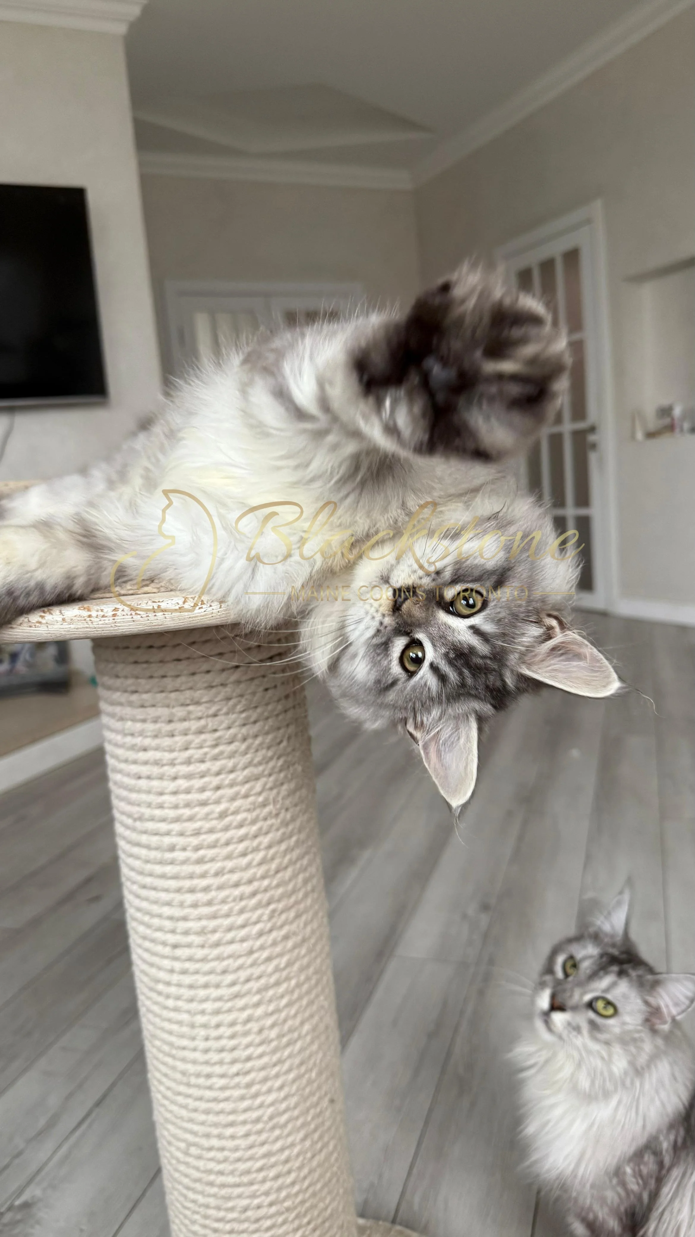 eZy Watermark_08-11-2025_08-29-35-2150PM.JPG