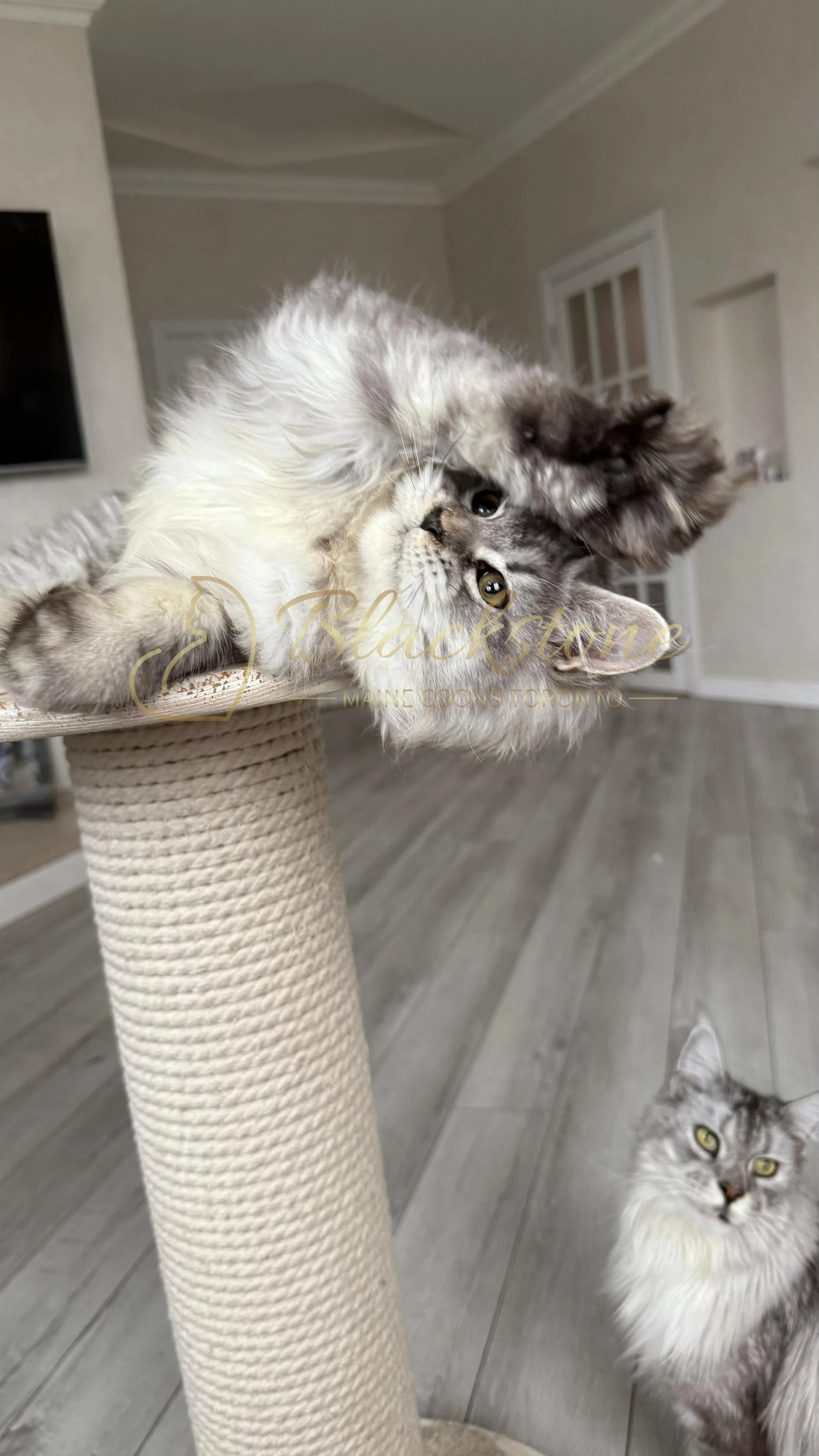 eZy Watermark_08-11-2025_08-29-35-3540PM.JPG