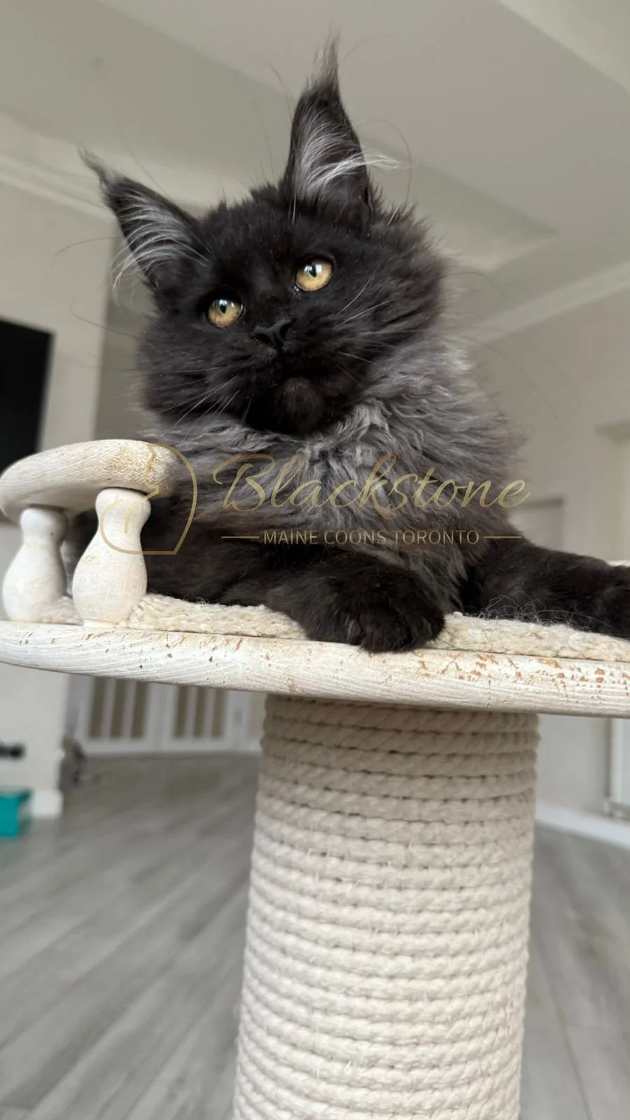 eZy Watermark_08-11-2025_08-29-35-5880PM.JPG