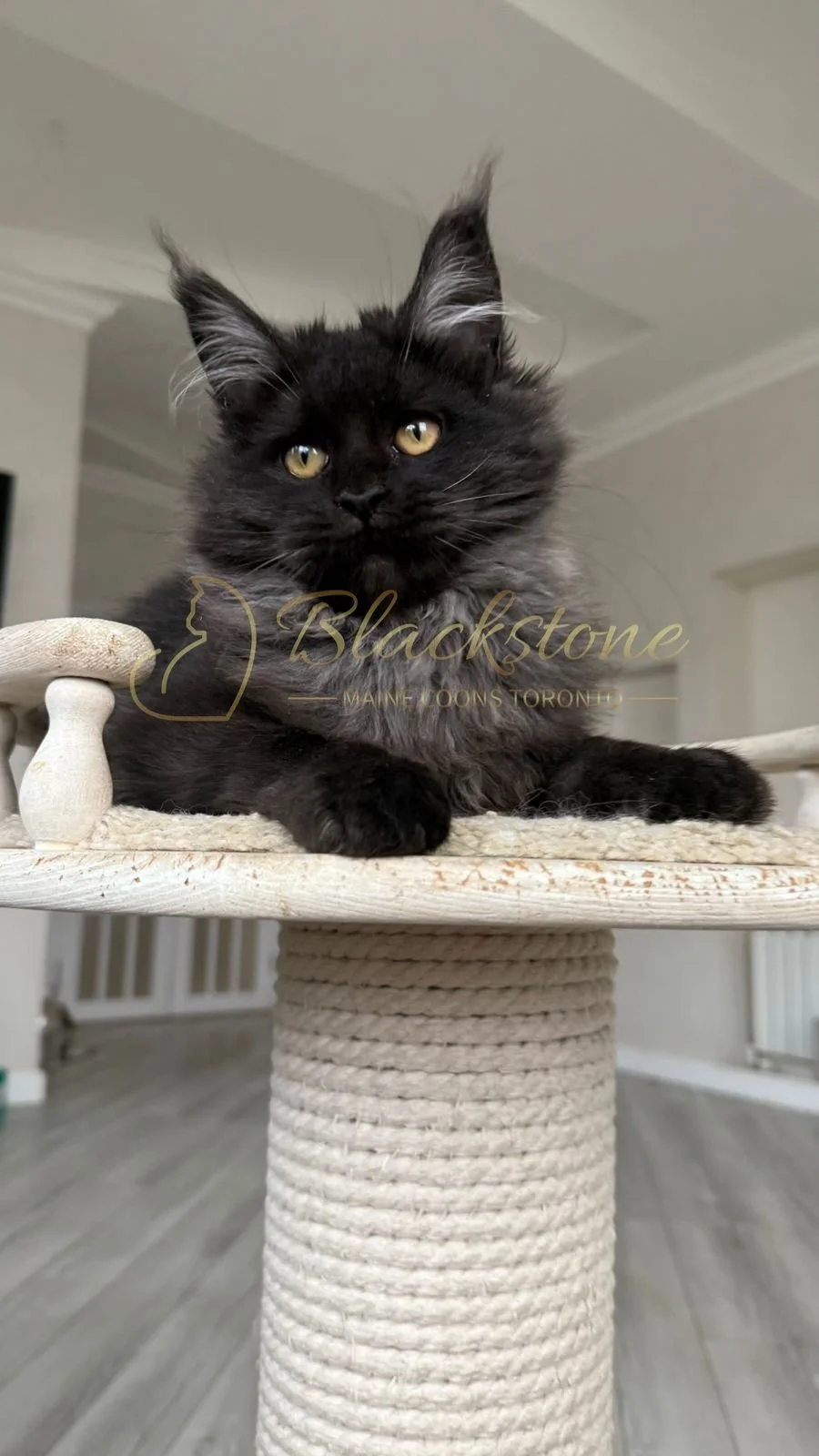 eZy Watermark_08-11-2025_08-29-35-6650PM.JPG