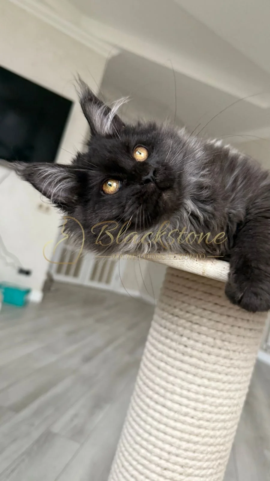 eZy Watermark_08-11-2025_08-29-35-7400PM.JPG