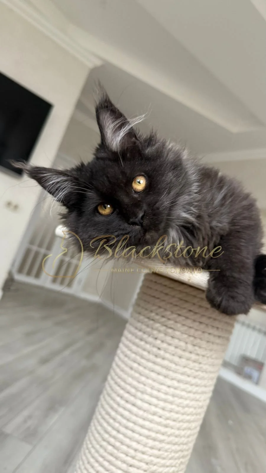 eZy Watermark_08-11-2025_08-29-35-8160PM.JPG