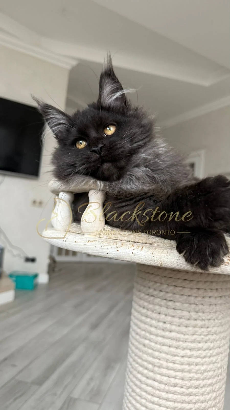 eZy Watermark_08-11-2025_08-29-35-9720PM.JPG