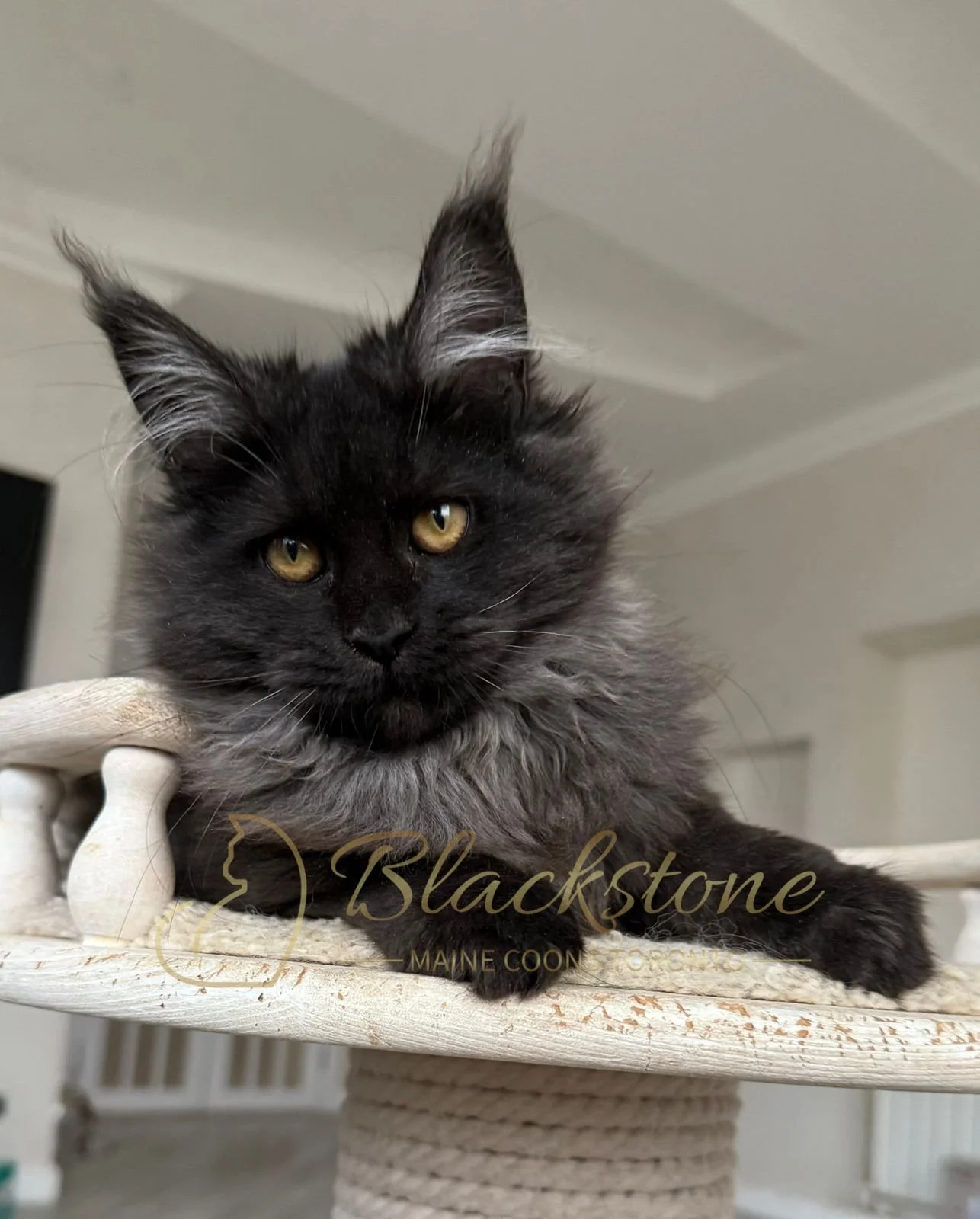 eZy Watermark_08-11-2025_08-29-36-0550PM.JPG