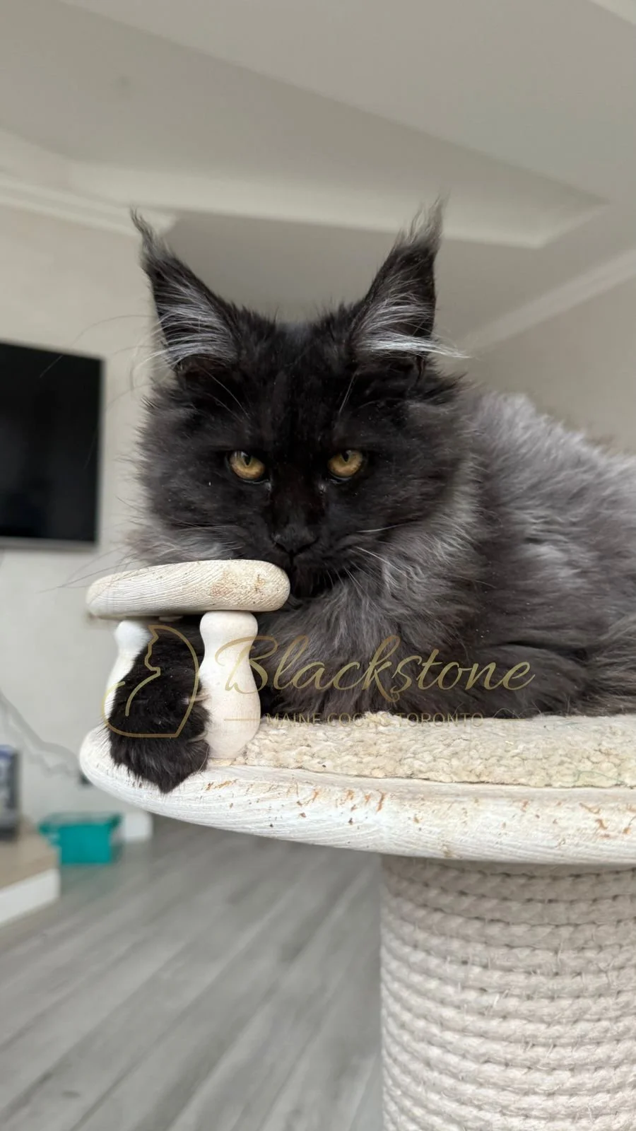 eZy Watermark_08-11-2025_08-29-36-2040PM.JPG