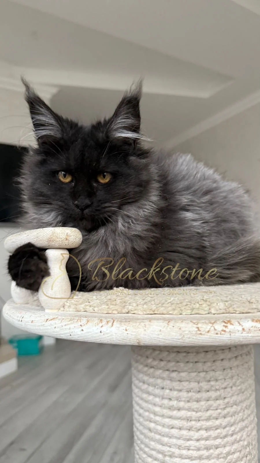 eZy Watermark_08-11-2025_08-29-36-2890PM.JPG