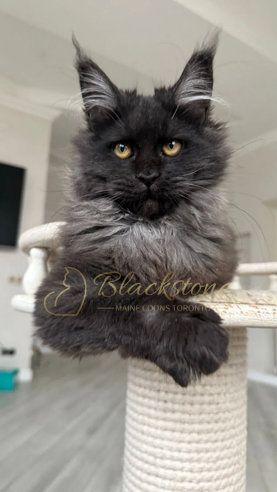 eZy Watermark_08-11-2025_08-29-36-3690PM.JPG