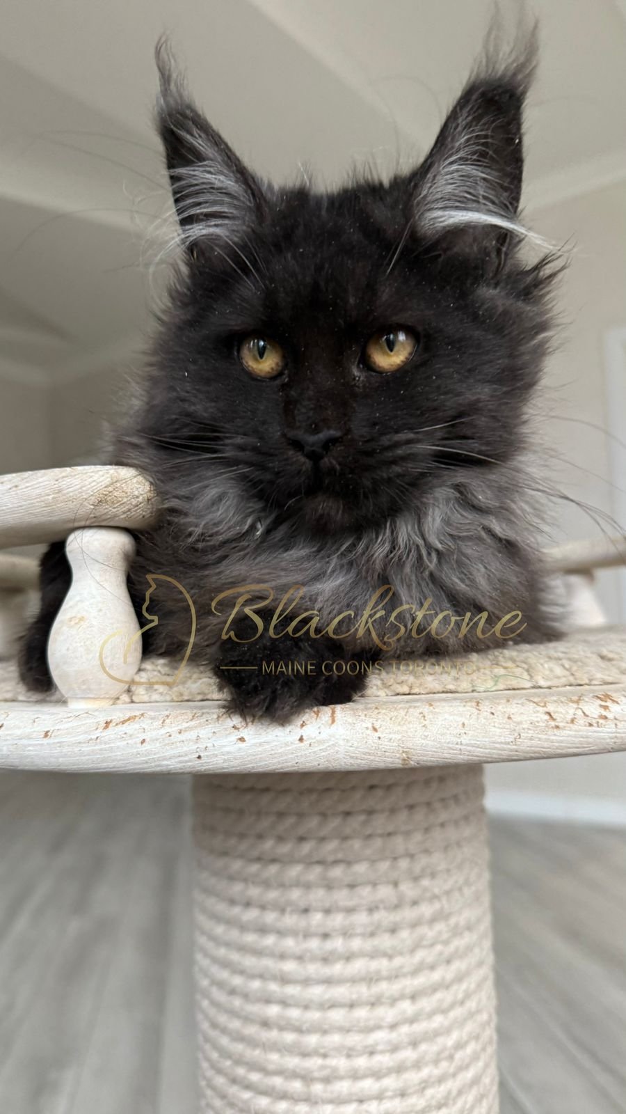 eZy Watermark_08-11-2025_08-29-36-4490PM.JPG