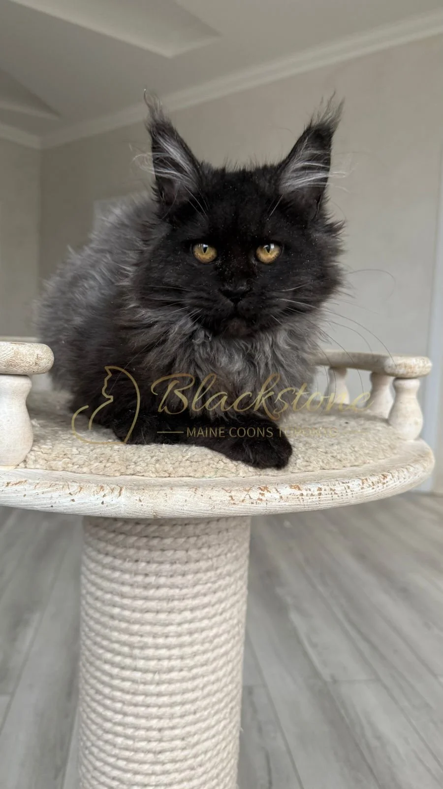 eZy Watermark_08-11-2025_08-29-36-6000PM.JPG