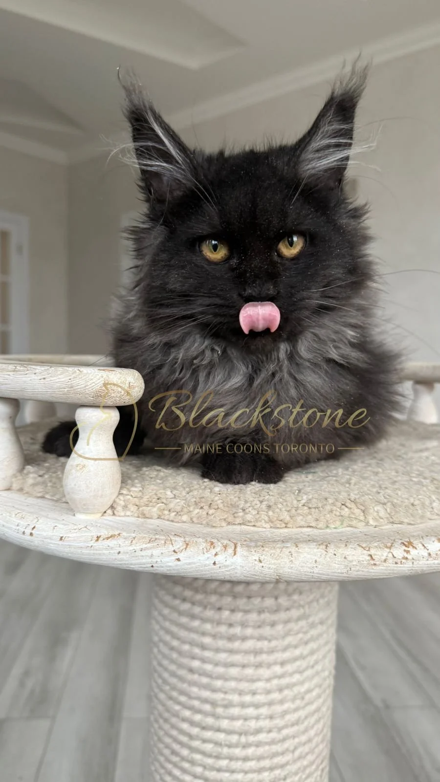 eZy Watermark_08-11-2025_08-29-36-6780PM.JPG