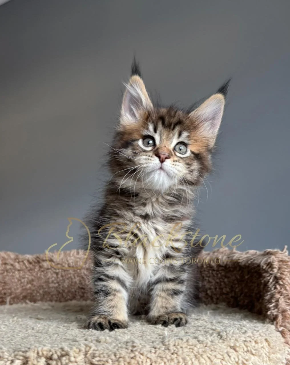 eZy Watermark_21-11-2025_11-08-54-4080AM.JPG