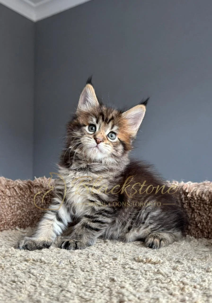 eZy Watermark_21-11-2025_11-08-54-9390AM.JPG