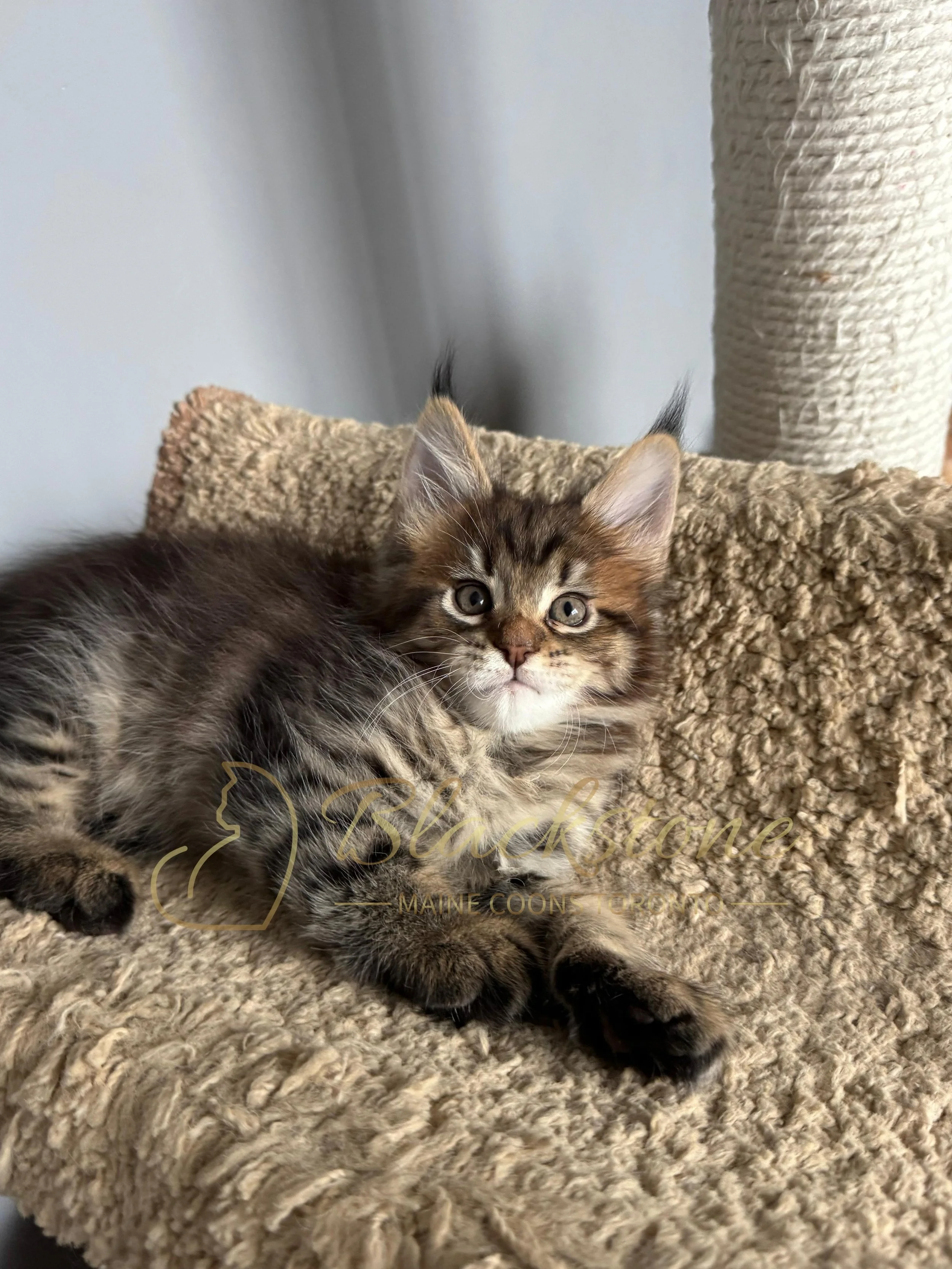 eZy Watermark_21-11-2025_11-08-55-4770AM.JPG