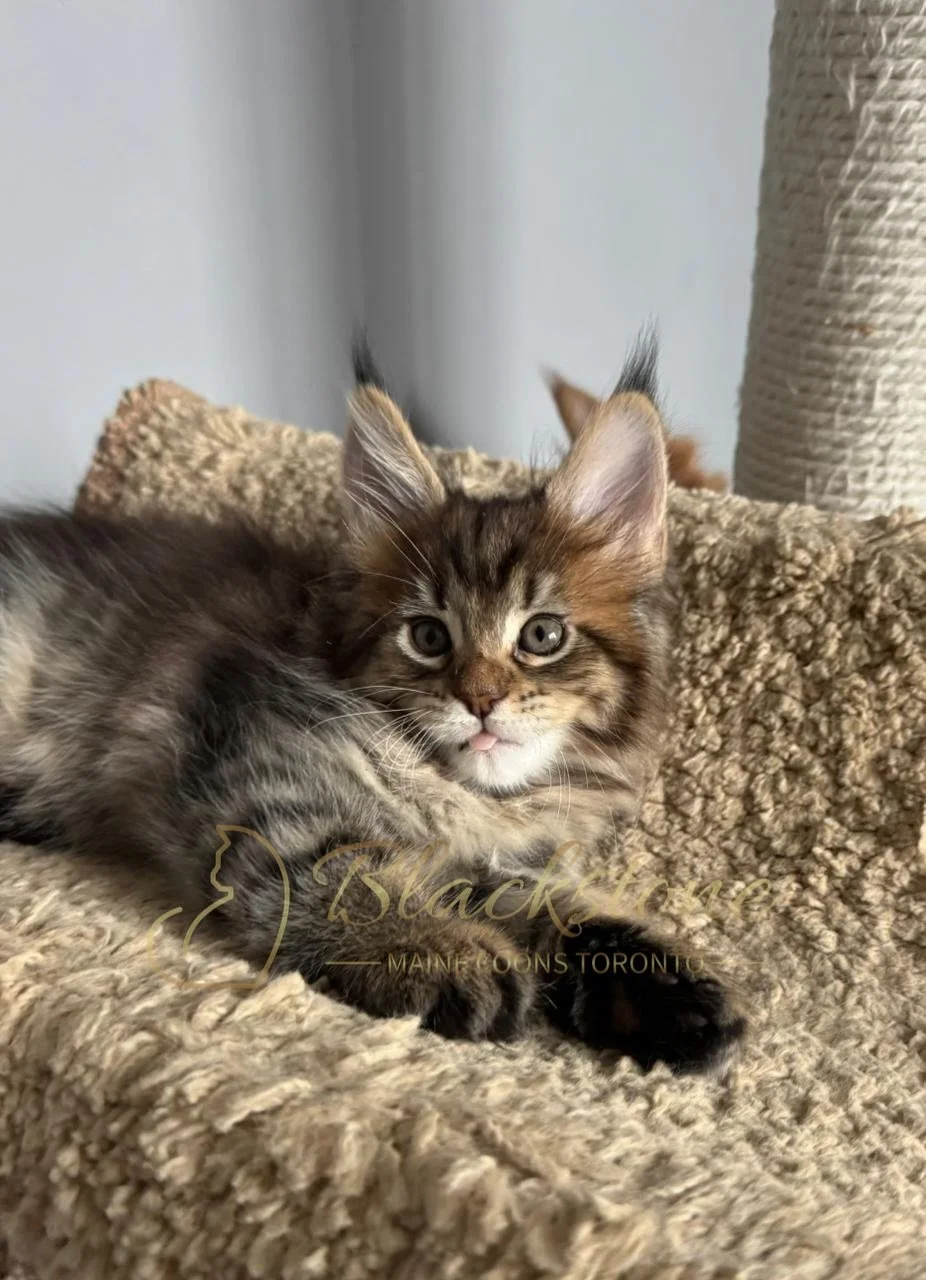 eZy Watermark_21-11-2025_11-08-55-9680AM.JPG