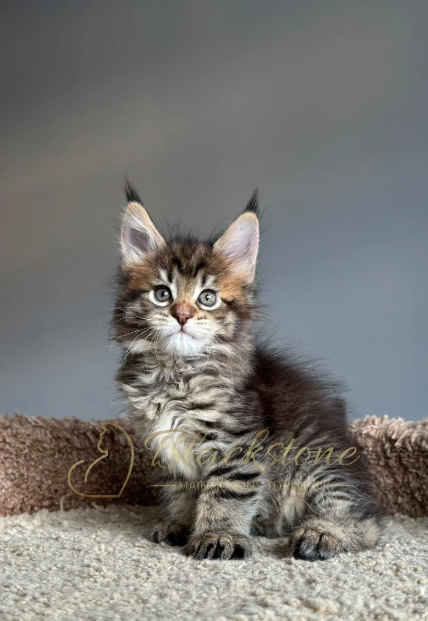 eZy Watermark_21-11-2025_11-08-56-1950AM.JPG