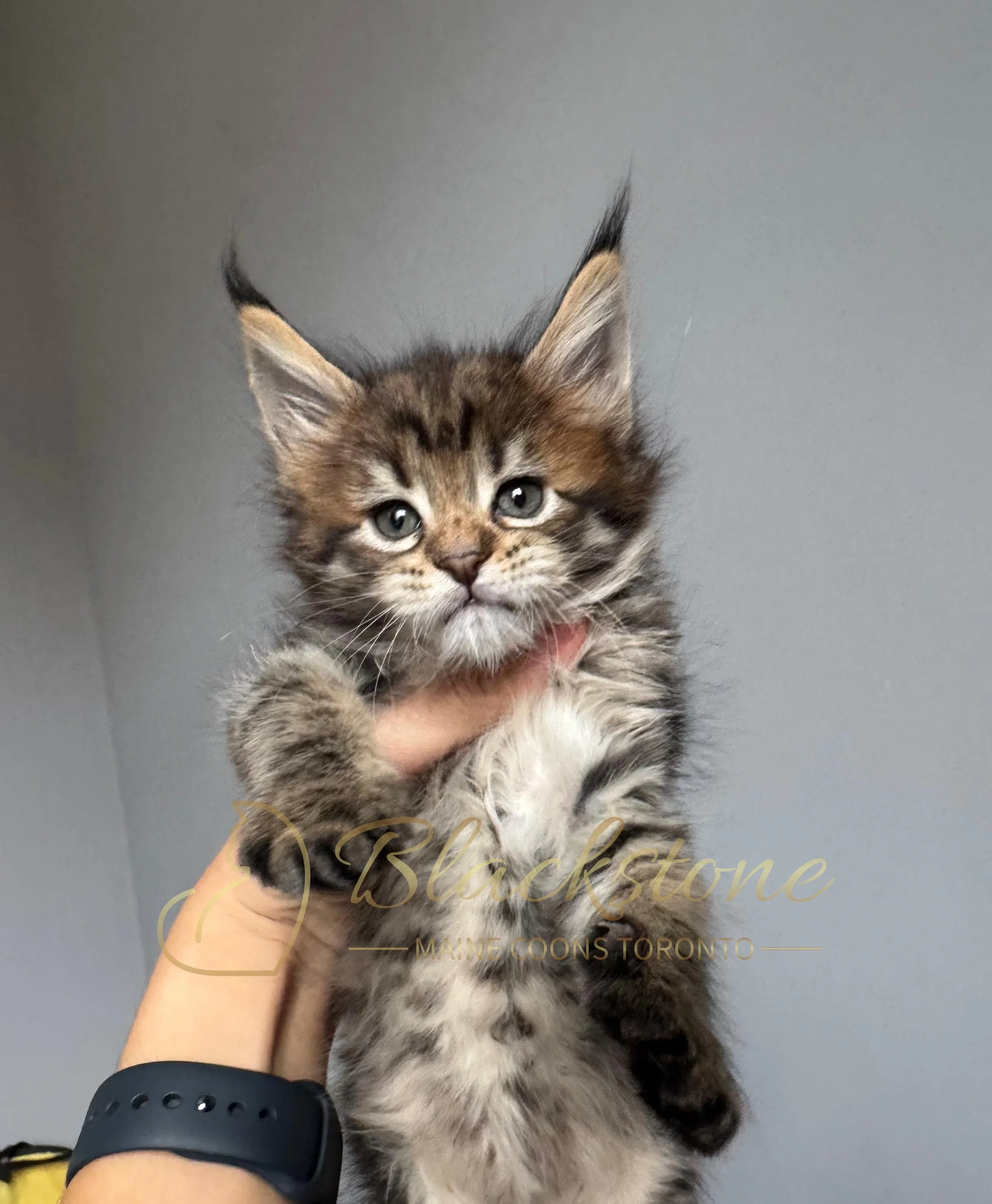 eZy Watermark_21-11-2025_11-08-57-8420AM.JPG