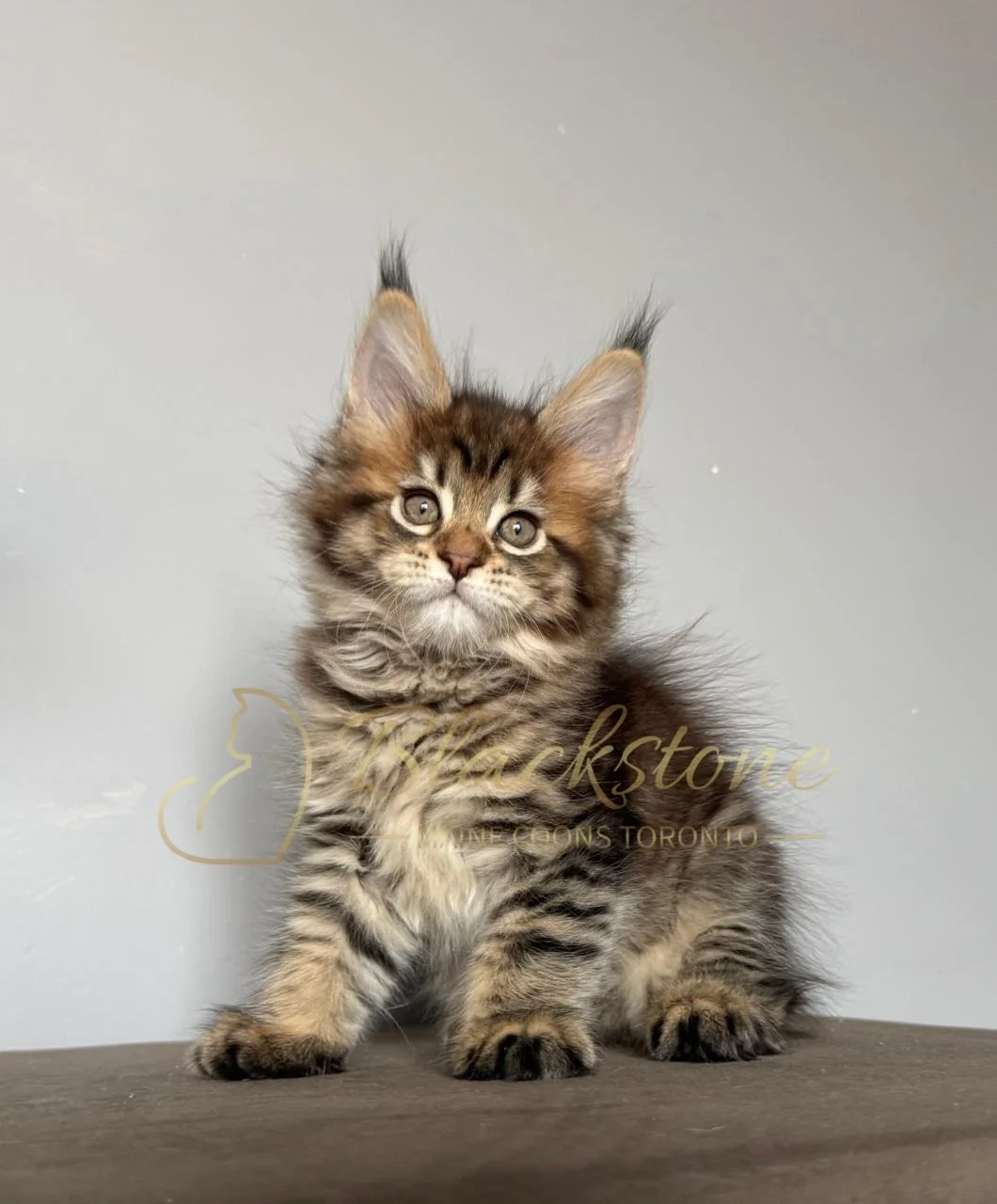 eZy Watermark_26-11-2025_07-56-28-9450PM.JPG