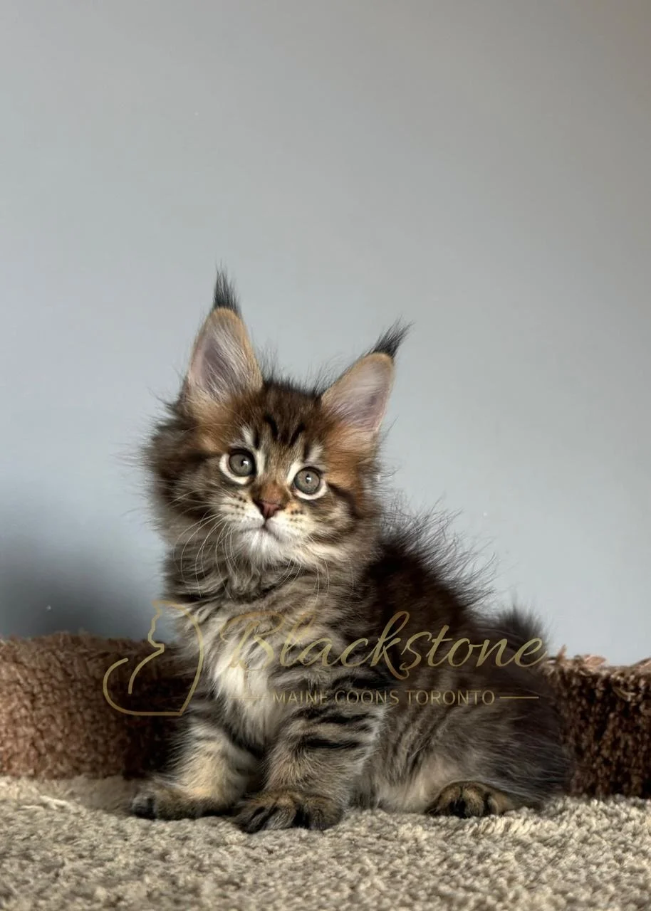 eZy Watermark_26-11-2025_07-56-29-0450PM.JPG