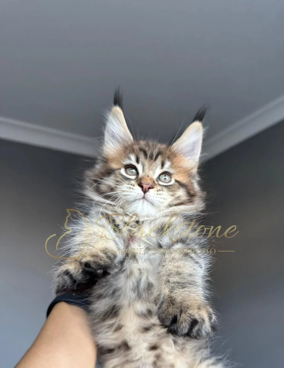 eZy Watermark_26-11-2025_07-56-29-1180PM.JPG