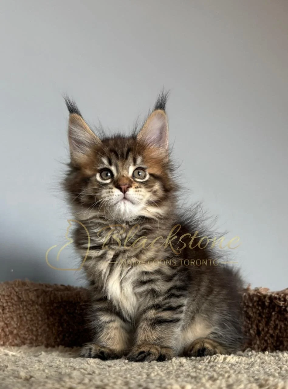 eZy Watermark_26-11-2025_07-56-29-1880PM.JPG