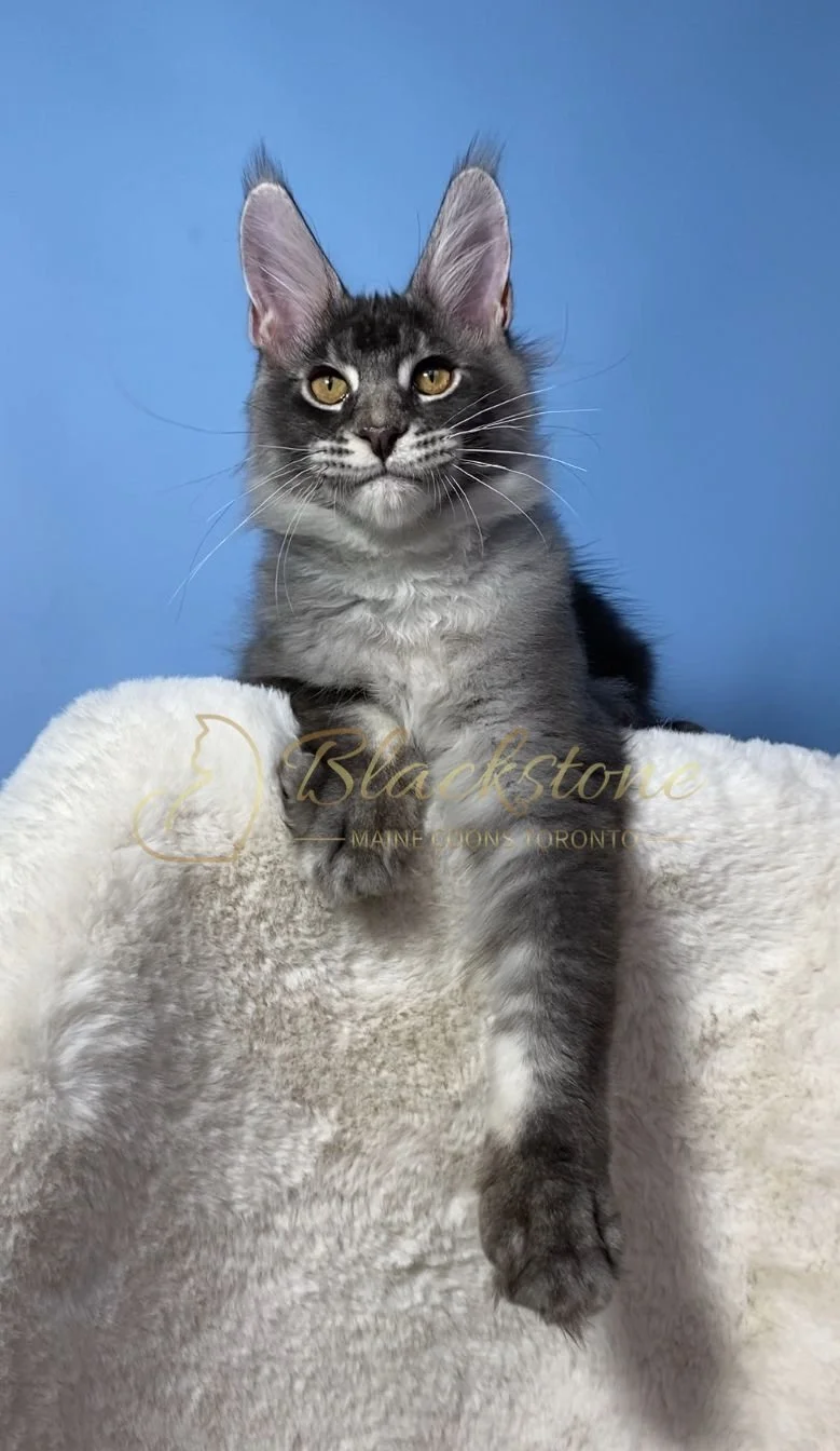 eZy Watermark_28-11-2025_07-33-09-0310PM.JPG