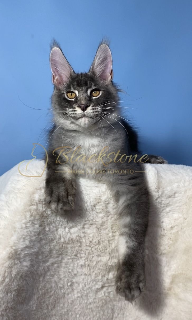 eZy Watermark_28-11-2025_07-33-09-3470PM.JPG