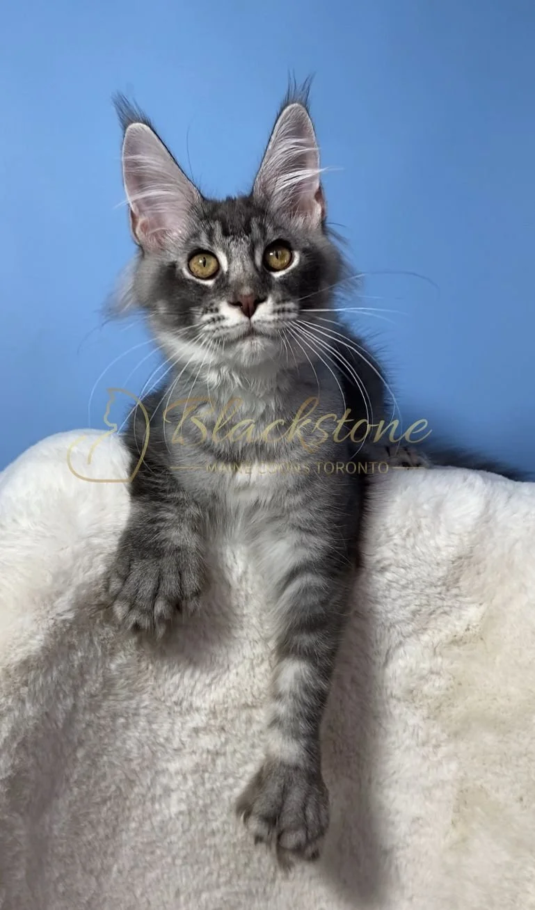 eZy Watermark_28-11-2025_07-33-09-8900PM.JPG