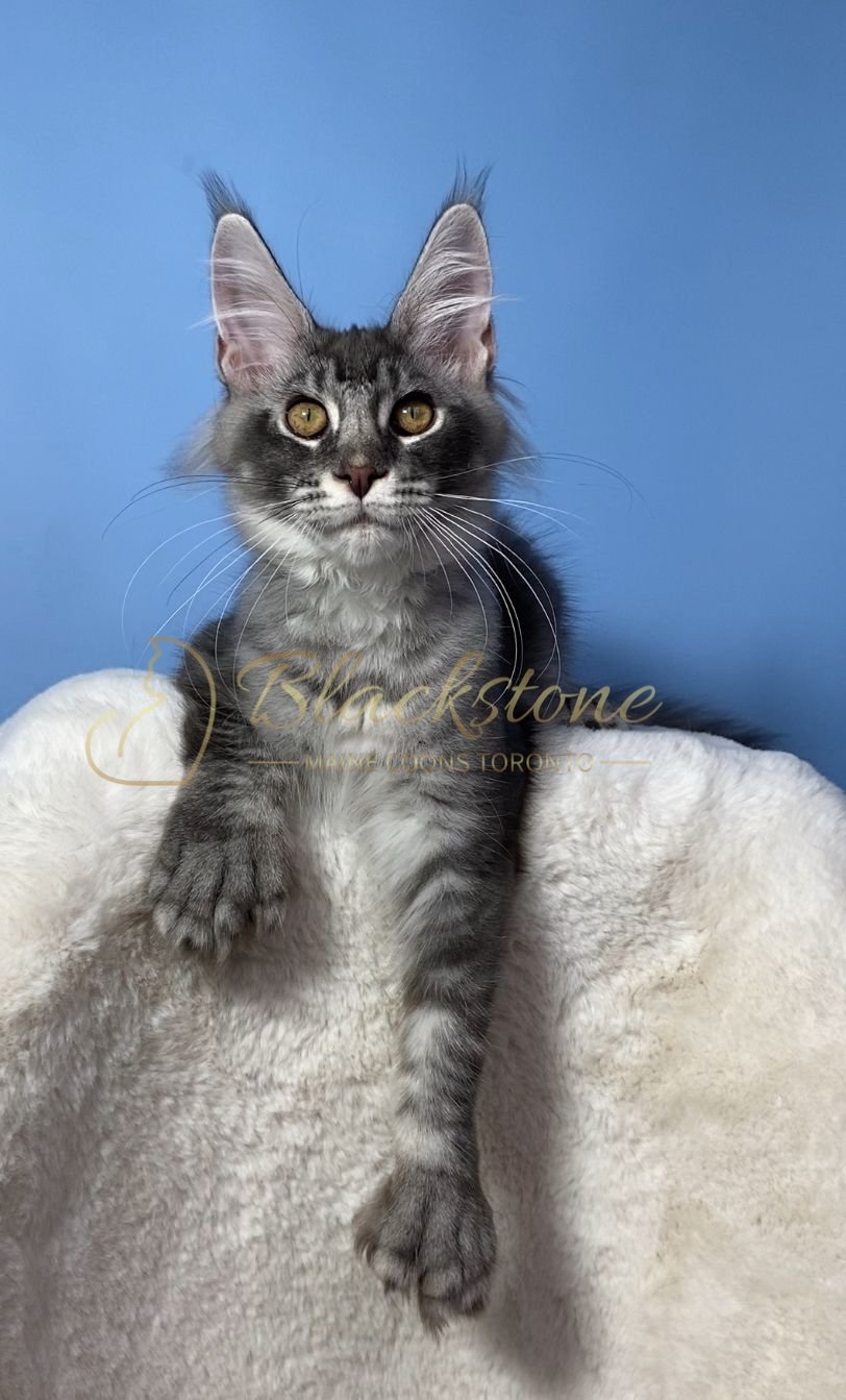 eZy Watermark_28-11-2025_07-33-09-9710PM.JPG