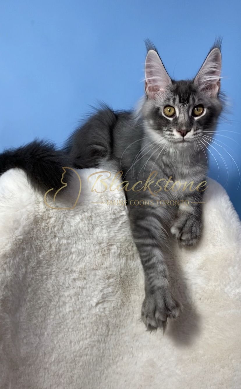 eZy Watermark_28-11-2025_07-33-10-0490PM.JPG